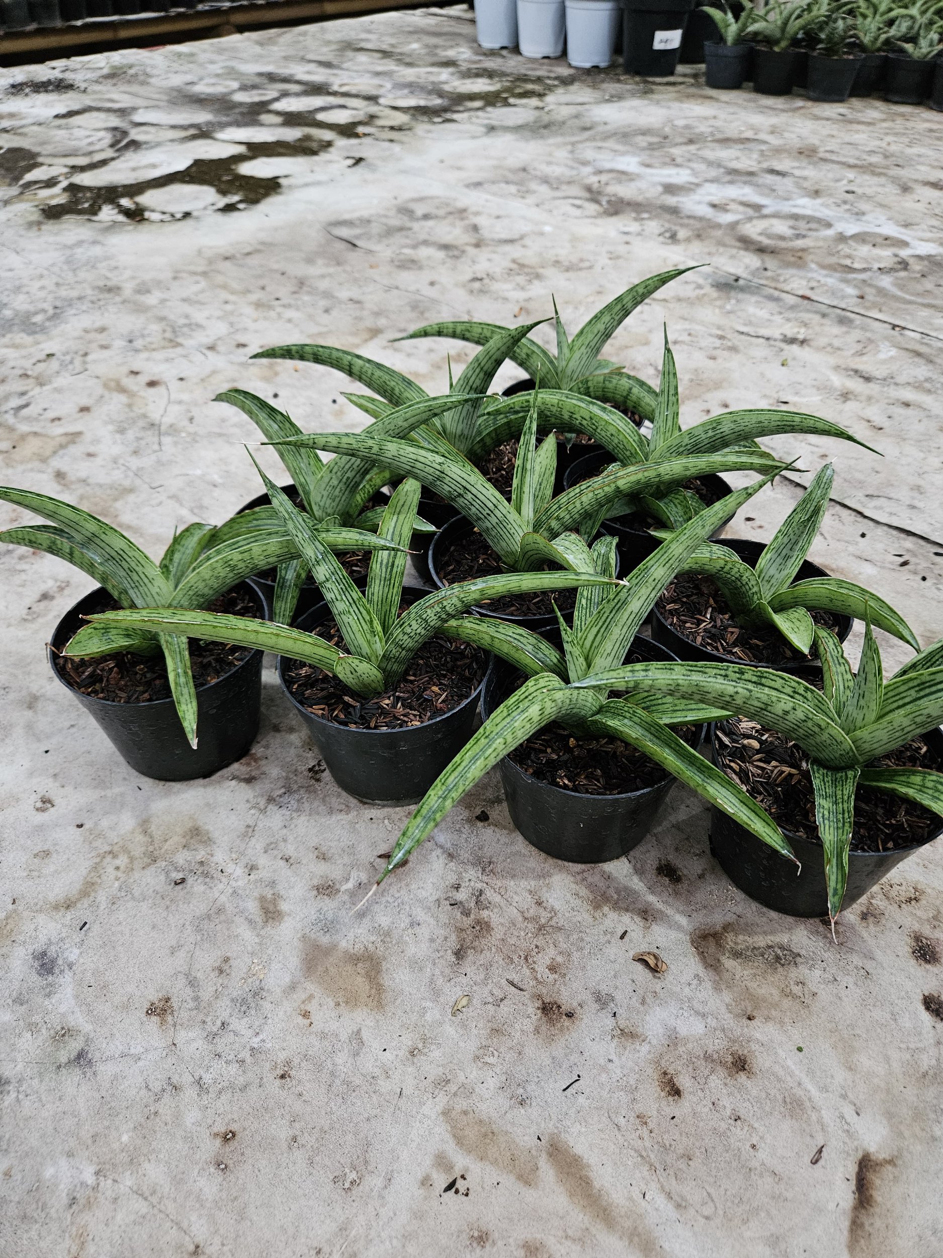 Sansevieria Hybrid Samaratungga, real gallery image #1 plants.
