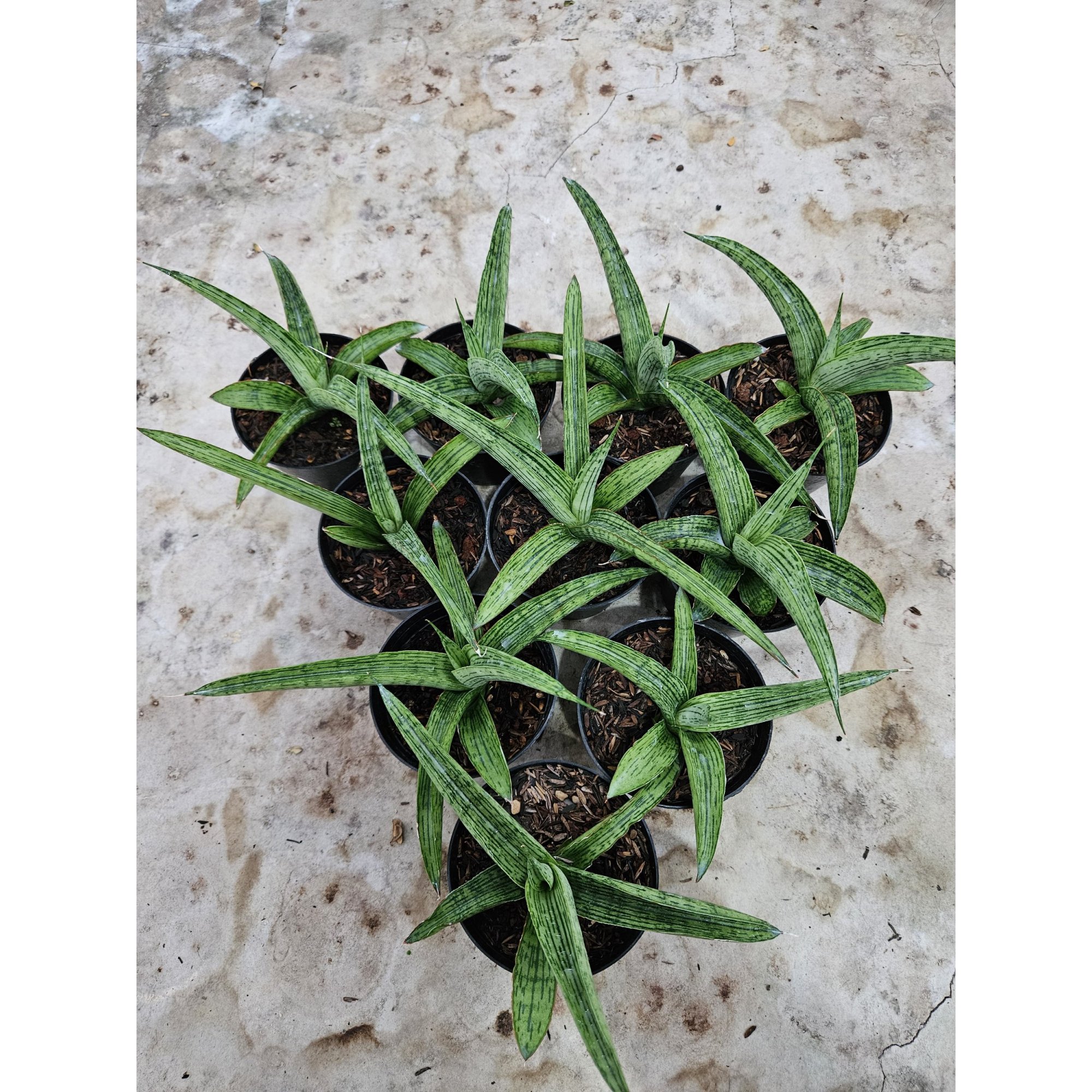 Sansevieria Hybrid Samaratungga, real feature image plant.