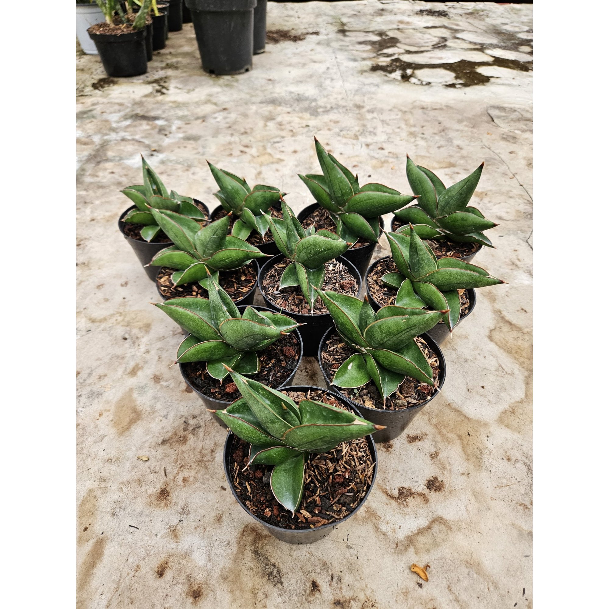 Sansevieria Hybrid Unggul, real feature image plant.