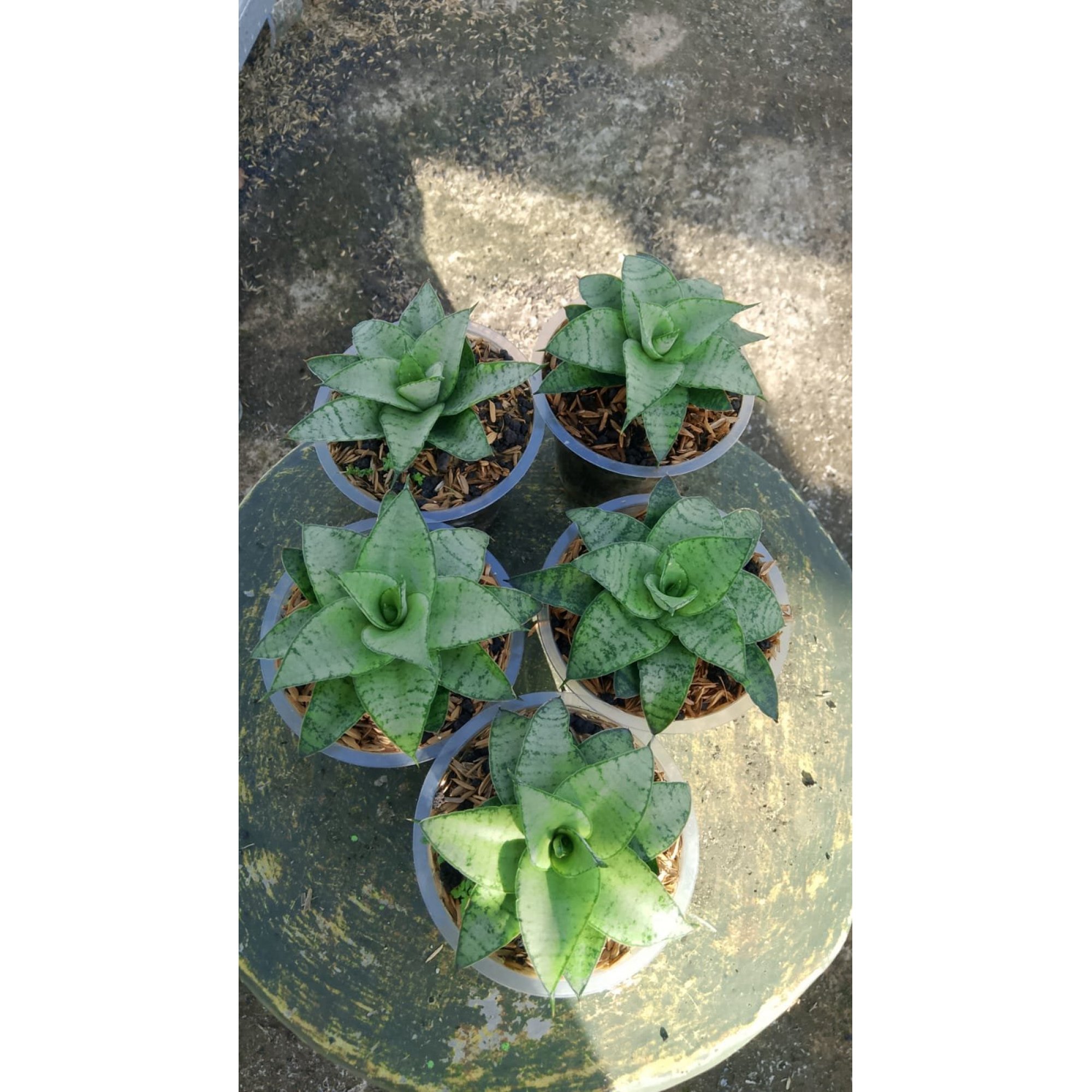 Sansevieria Hybrid X Trifas 5 Pcs, real feature image plant. Picture taken directly from kaktus.id community Sansevieria farmer green houses.