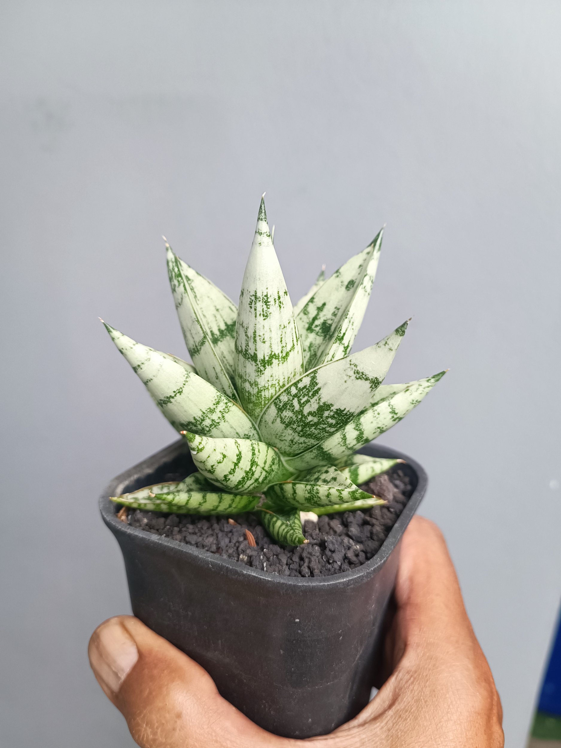 Sansevieria Hybrid Zebra size 9 cm, real gallery image #1 plants. Picture taken directly from kaktus.id community Sansevieria farmer green houses.