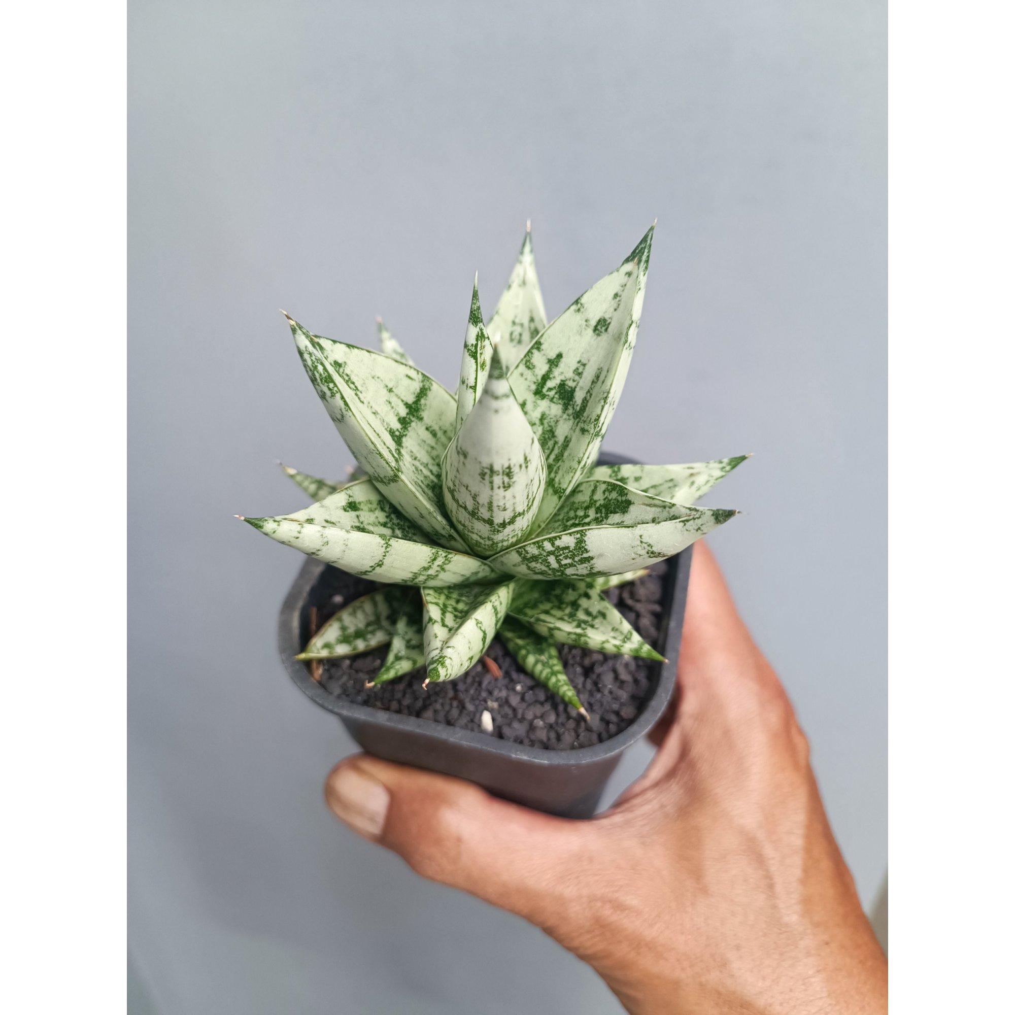 Sansevieria Hybrid Zebra size 9 cm, real feature image plant. Picture taken directly from kaktus.id community Sansevieria farmer green houses.