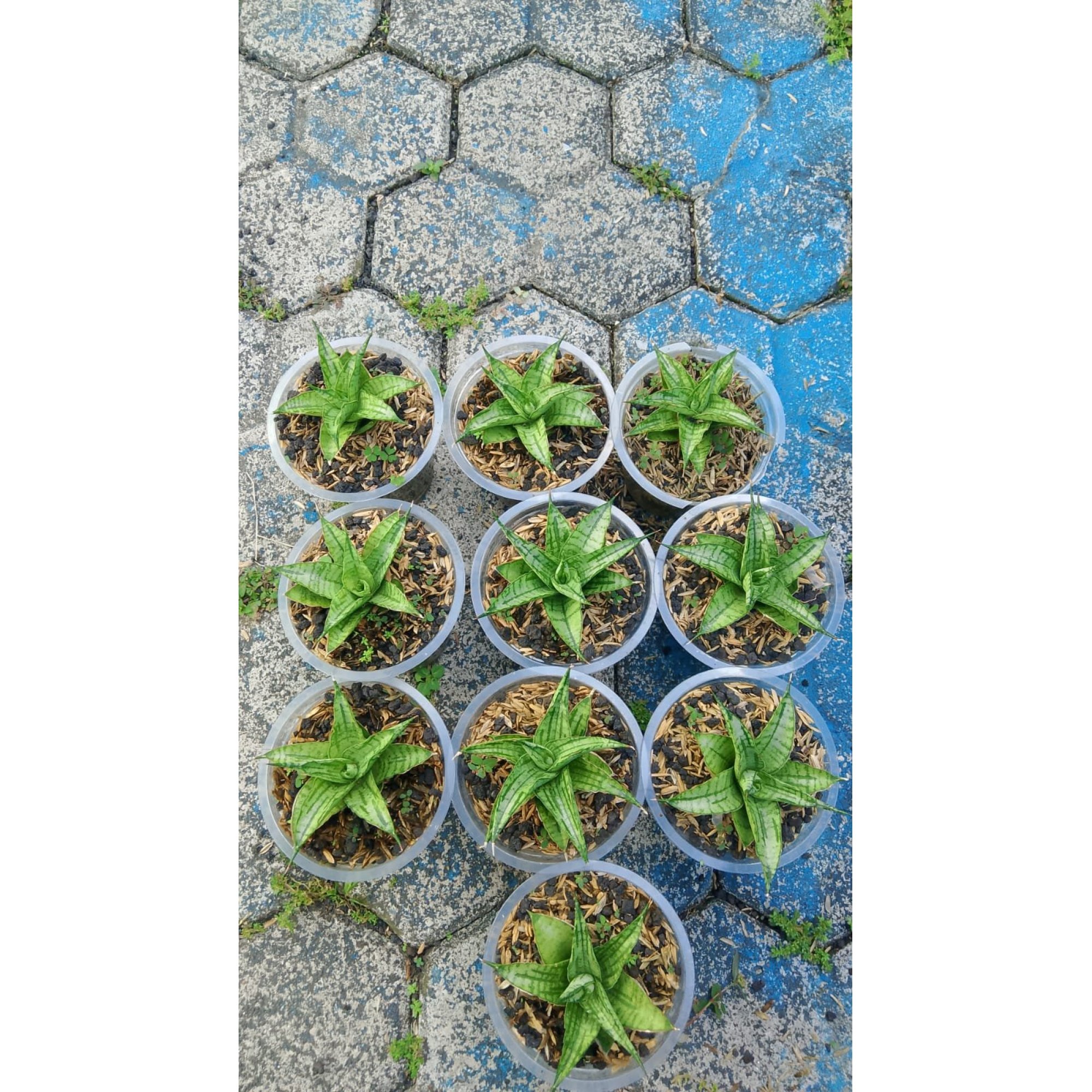 Sansevieria Irishbella 10 Pcs, real feature image plant. Picture taken directly from kaktus.id community Sansevieria farmer green houses.