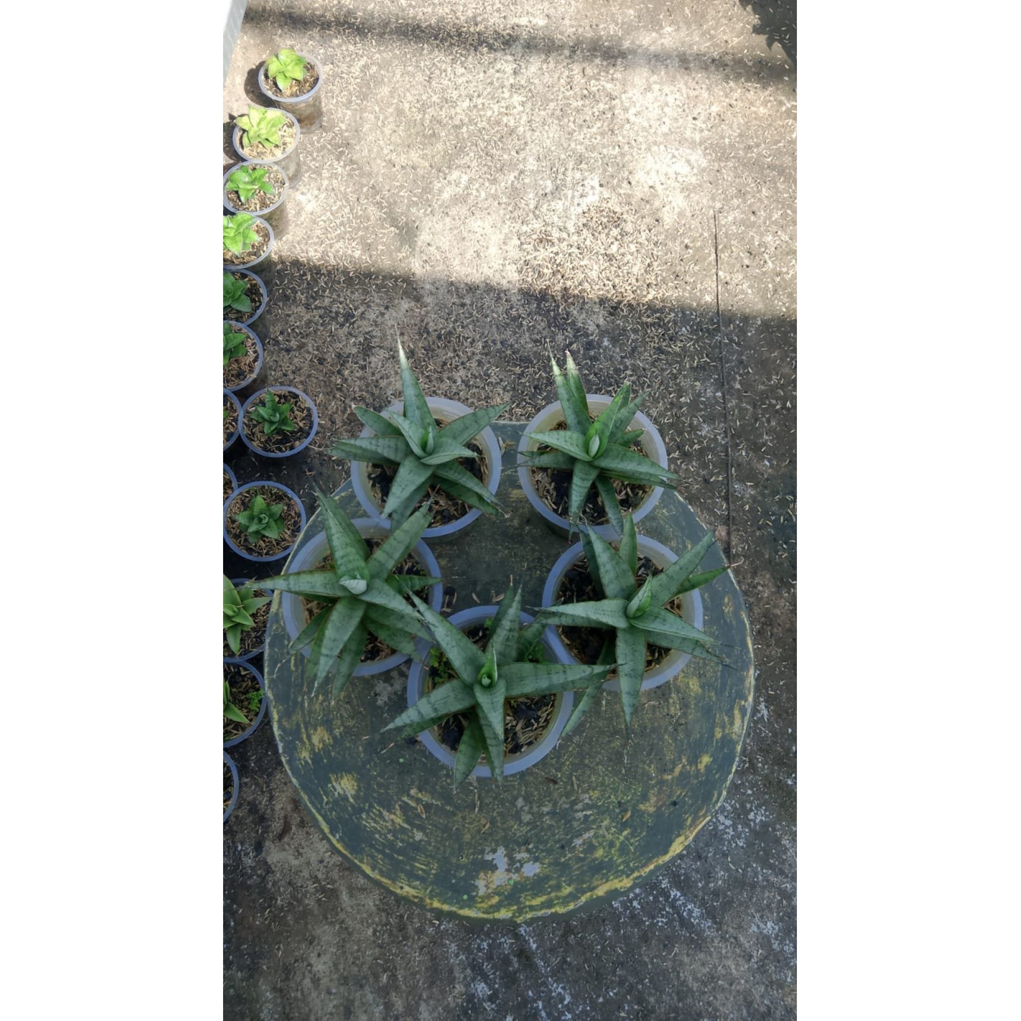 Sansevieria Kagawa 5 Pcs, real feature image plant. Picture taken directly from kaktus.id community Sansevieria farmer green houses.