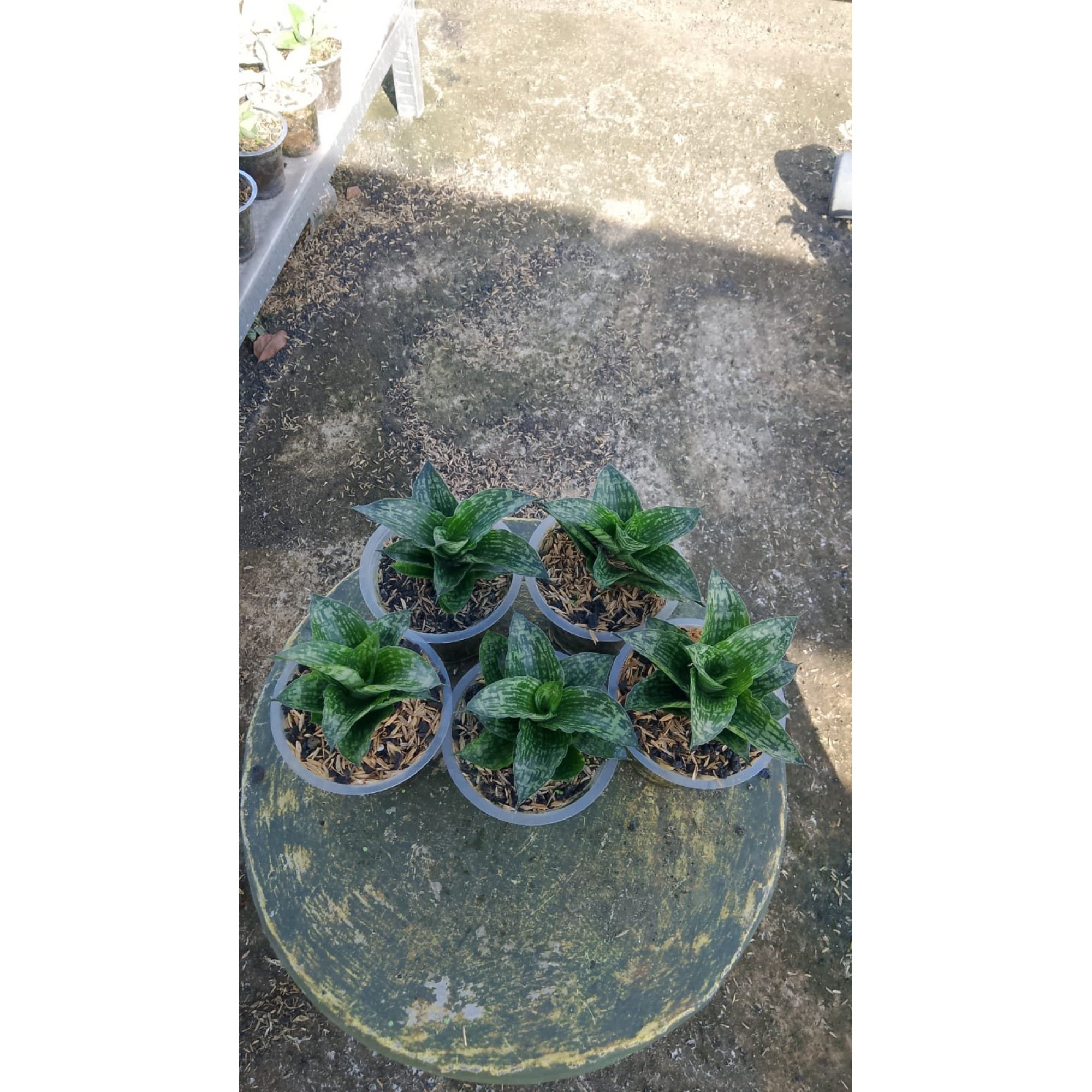 Sansevieria Kahuripan 5 Pcs, real feature image plant. Picture taken directly from kaktus.id community Sansevieria farmer green houses.