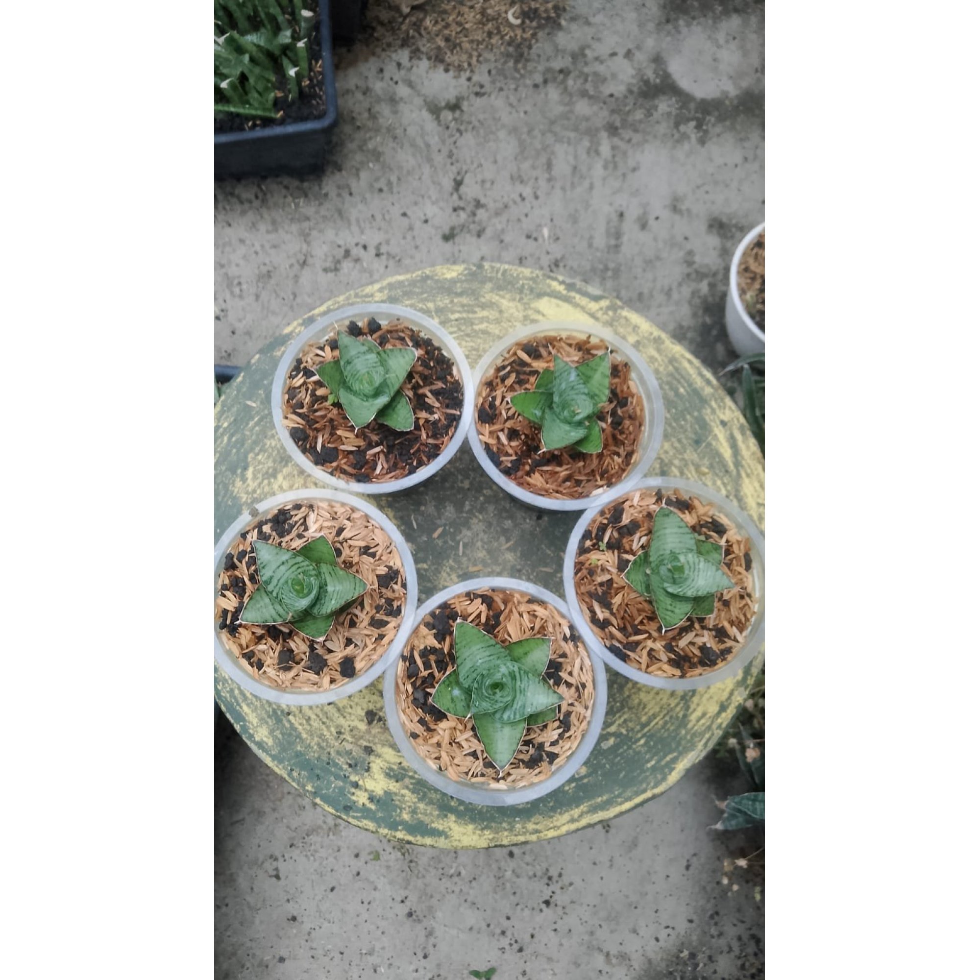 Sansevieria Kaisar 5 Pcs, real feature image plant. Picture taken directly from kaktus.id community Sansevieria farmer green houses.