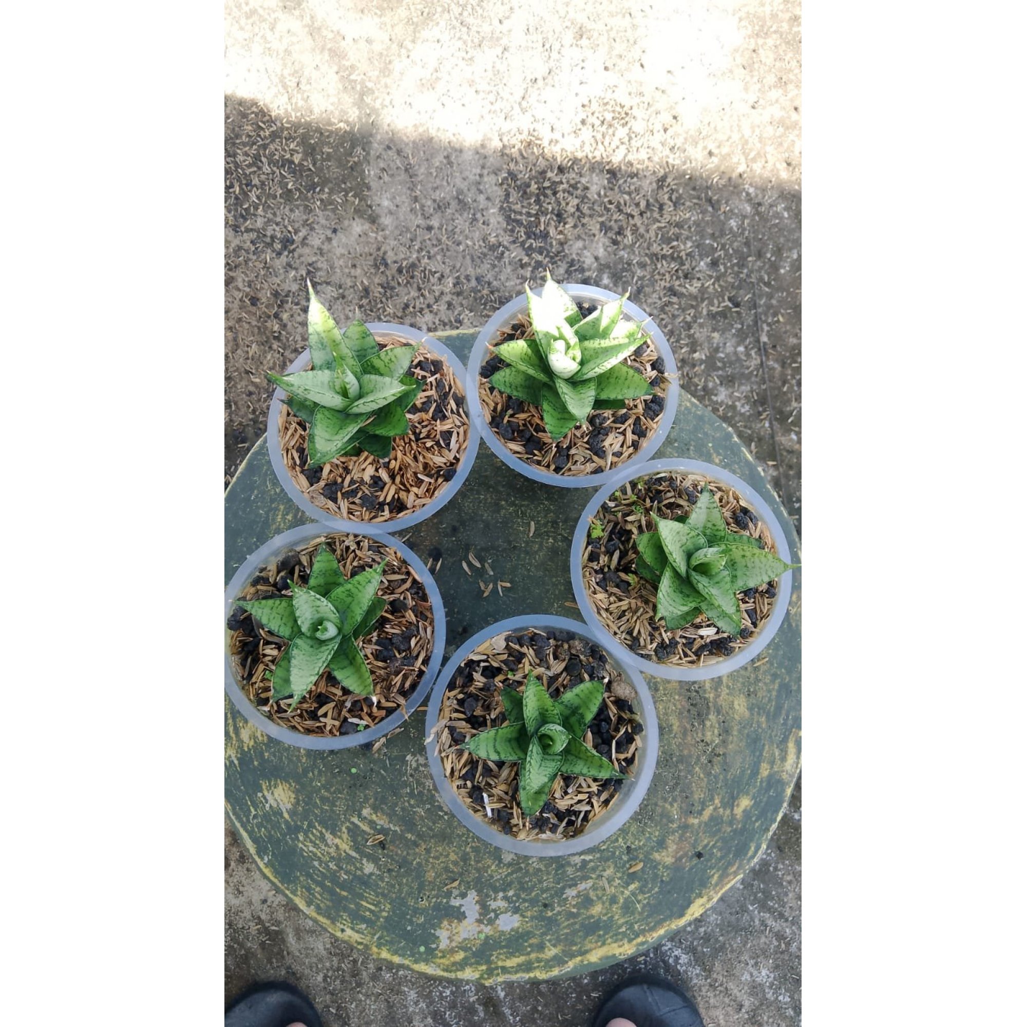 Sansevieria Keysa Mutation 5pcs, real feature image plant. Picture taken directly from kaktus.id community Sansevieria farmer green houses.
