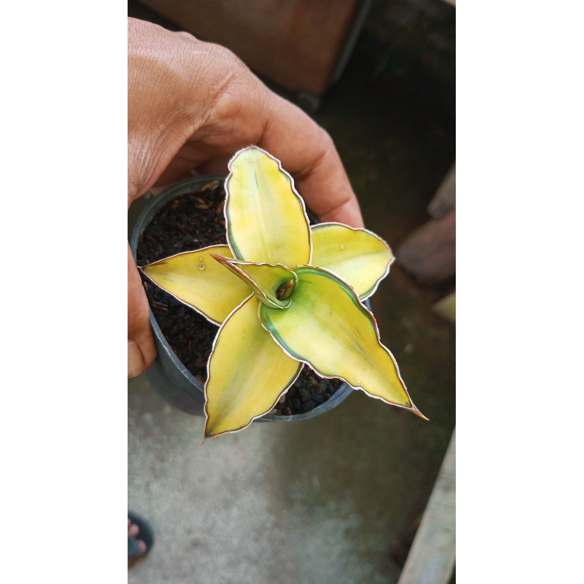 Sansevieria Kimayo Aurea Yellow Variegated, real feature image plant. Picture taken directly from kaktus.id community Sansevieria farmer green houses.