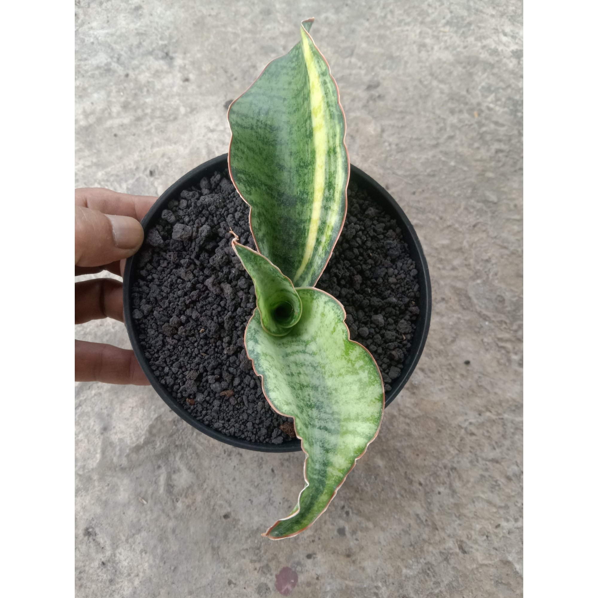 Sansevieria Kirki Blue Usd Varigated, real feature image plant. Picture taken directly from kaktus.id community Sansevieria farmer green houses.