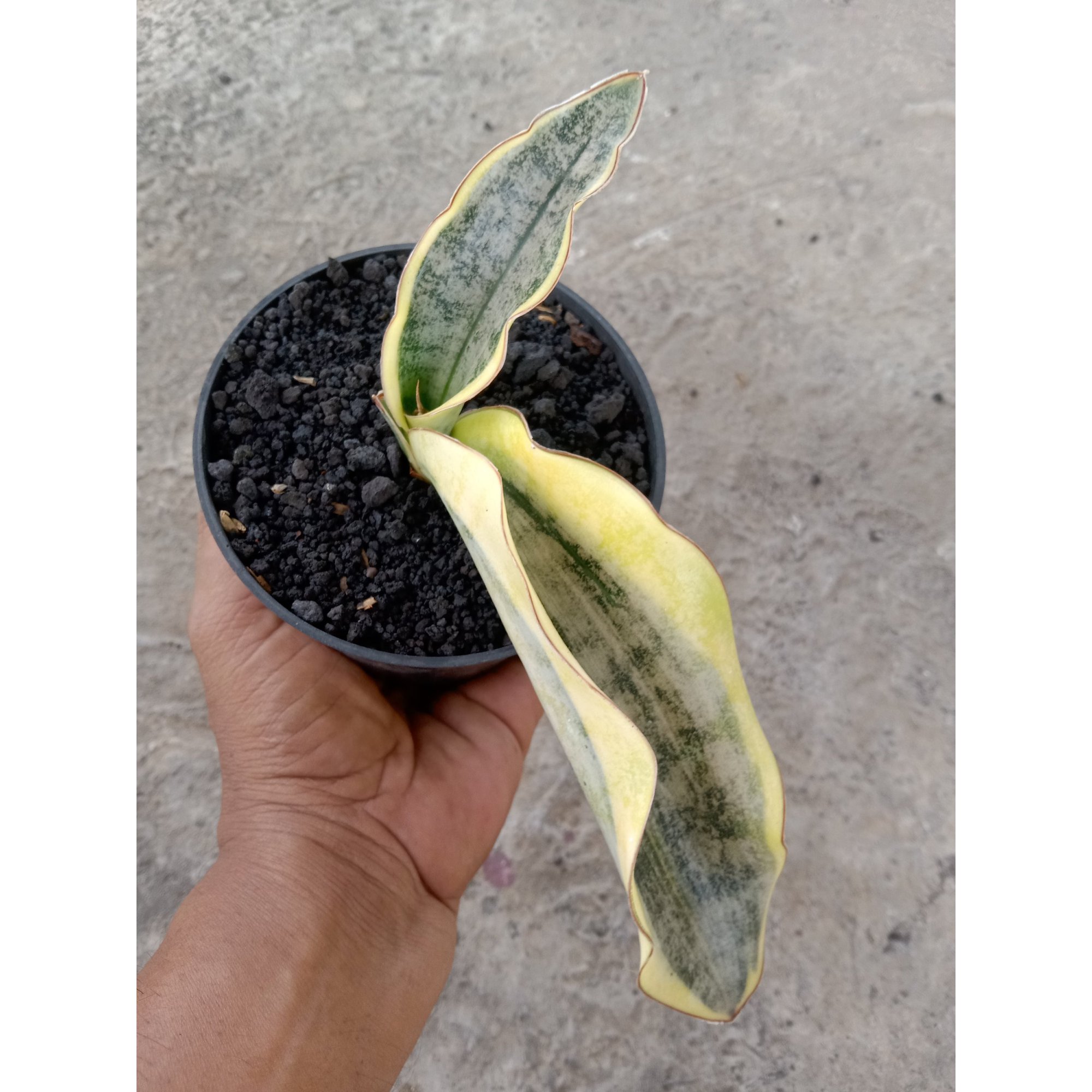 Sansevieria Kirki Brown Varigated, real feature image plant. Picture taken directly from kaktus.id community Sansevieria farmer green houses.