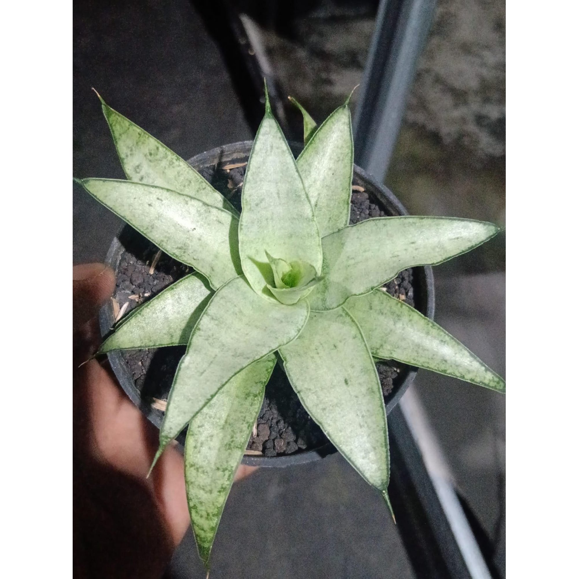 Sansevieria Kumara, real feature image plant.