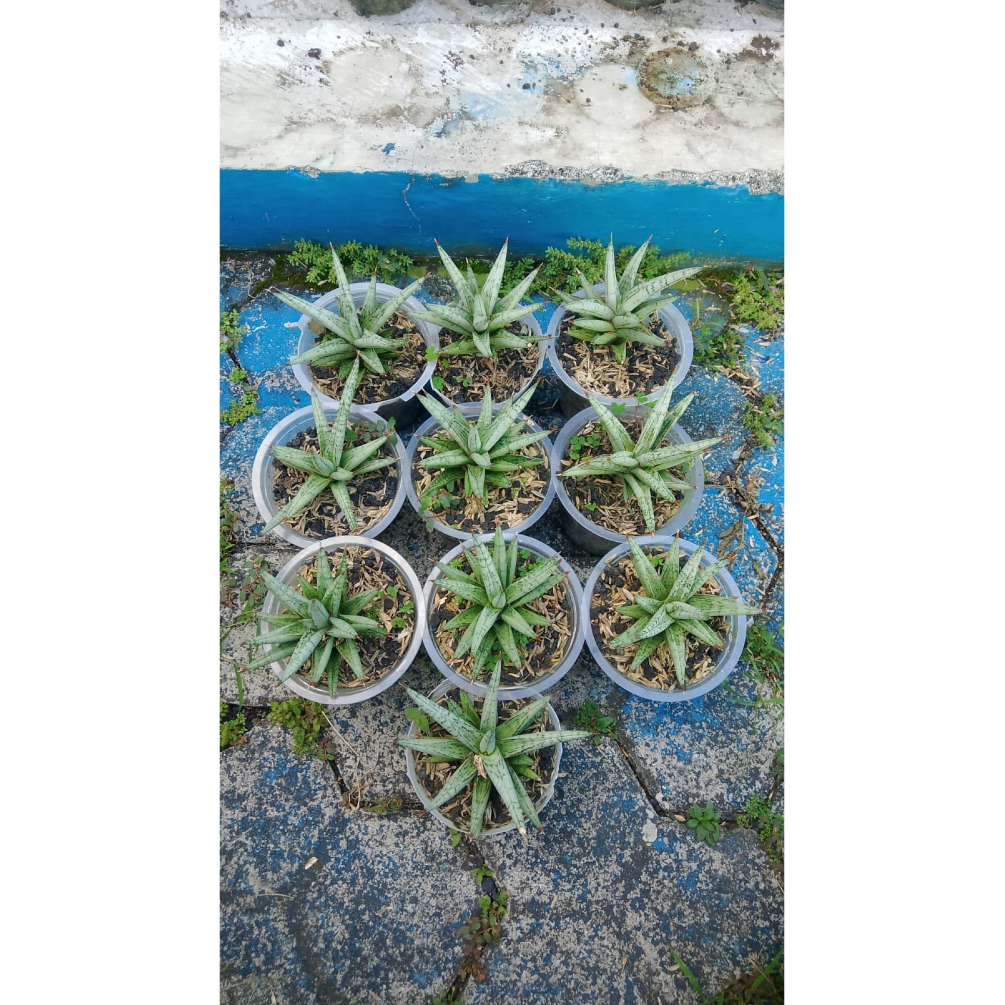 Sansevieria Laila 10 Pcs, real feature image plant. Picture taken directly from kaktus.id community Sansevieria farmer green houses.