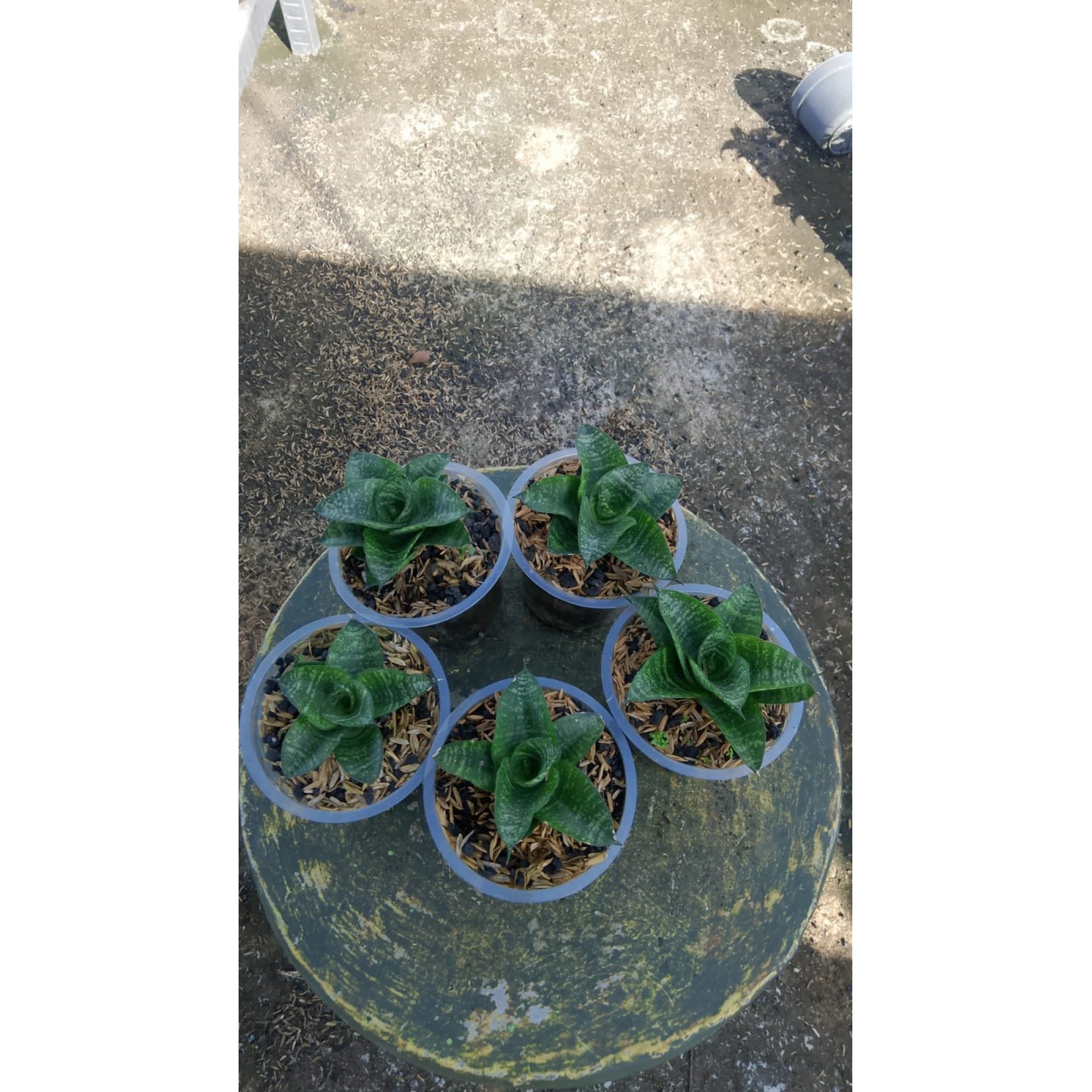 Sansevieria Lambada 5 Pcs, real feature image plant. Picture taken directly from kaktus.id community Sansevieria farmer green houses.