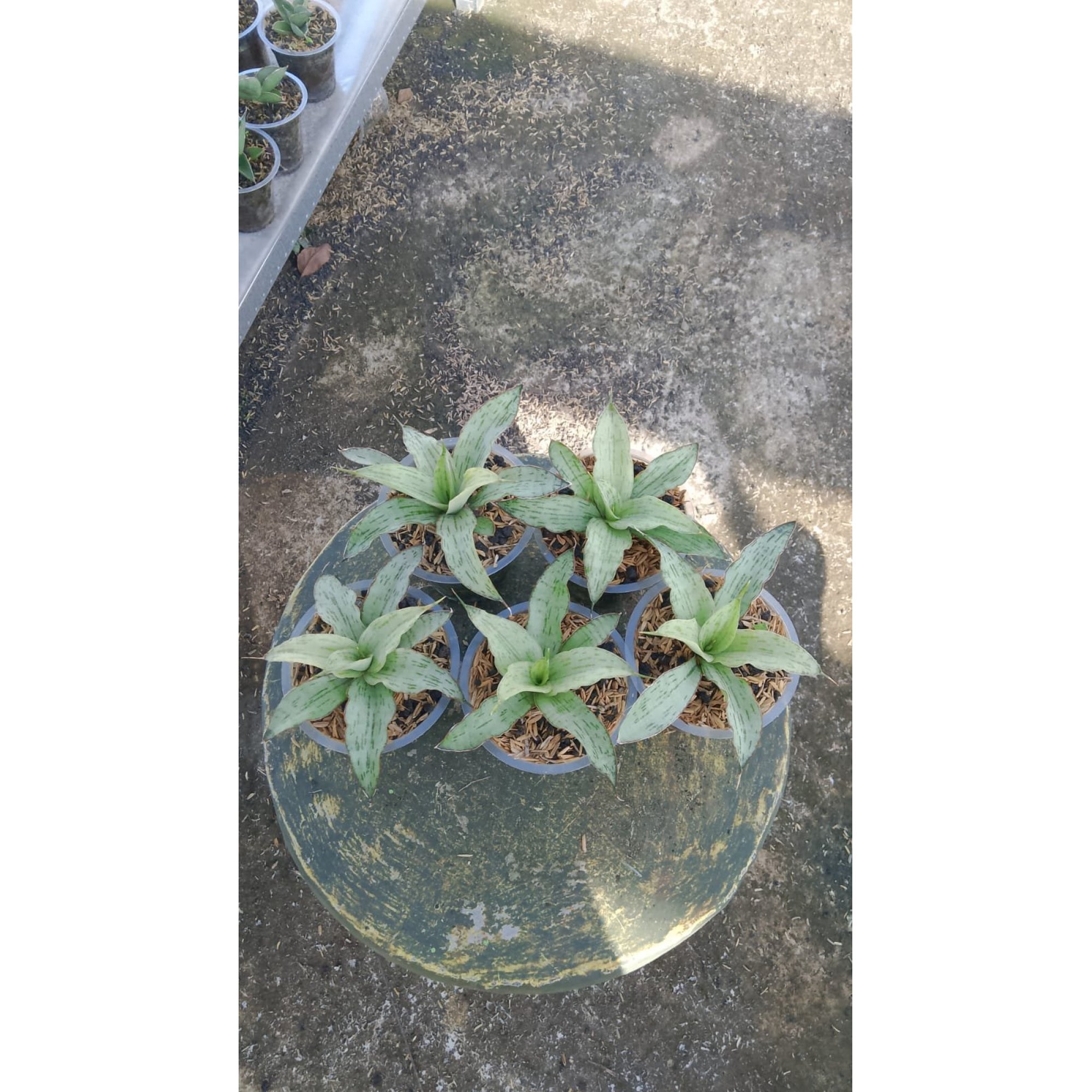 Sansevieria Lannea 5 Pcs, real feature image plant. Picture taken directly from kaktus.id community Sansevieria farmer green houses.