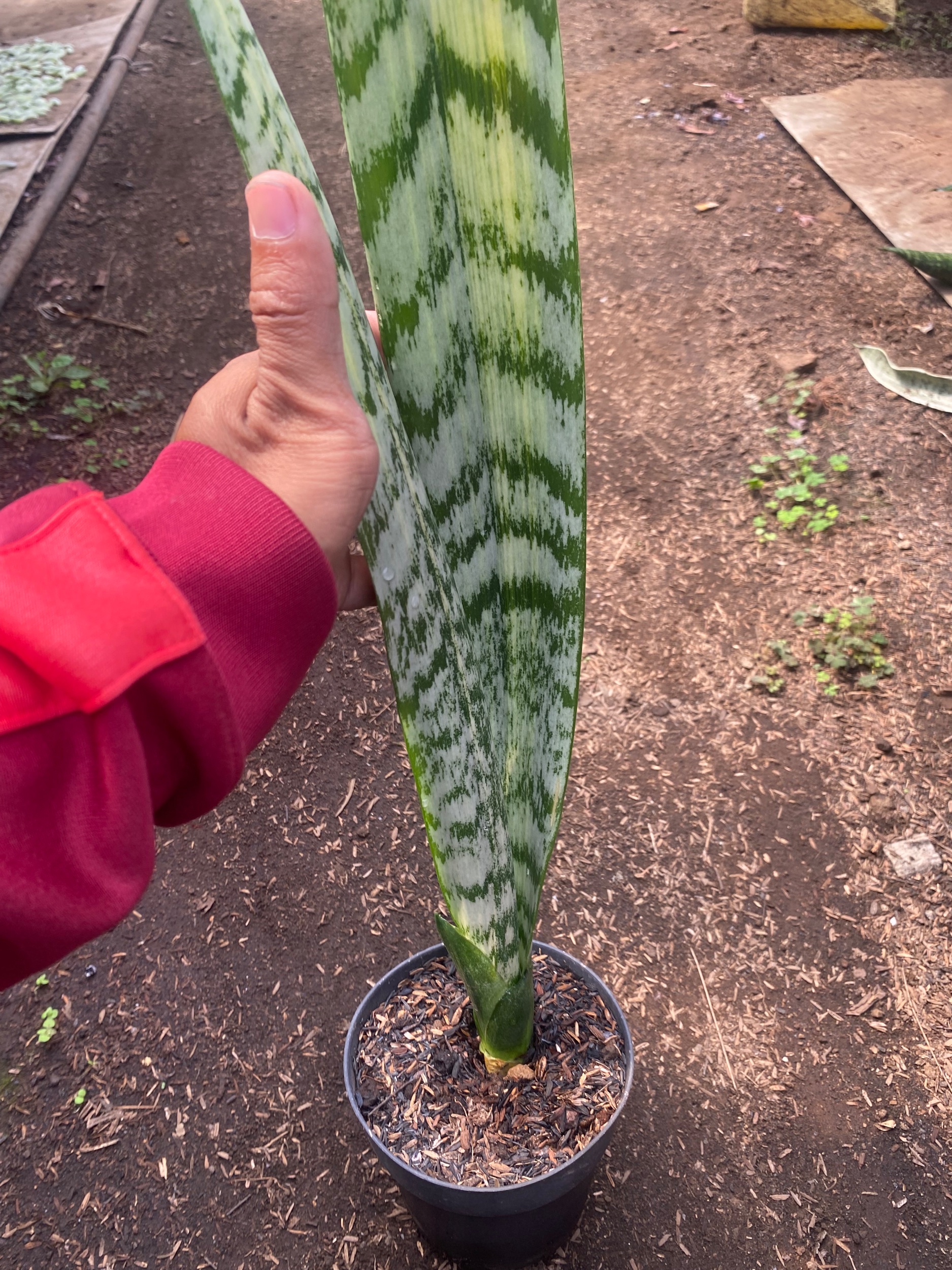 Sansevieria Laurentii Mediopicta Cobra, real gallery image #1 plants.
