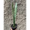 Sansevieria Laurentii Mediopicta Cobra