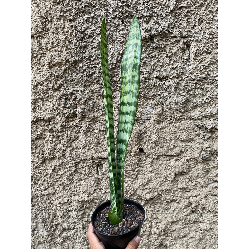 kaktus.id