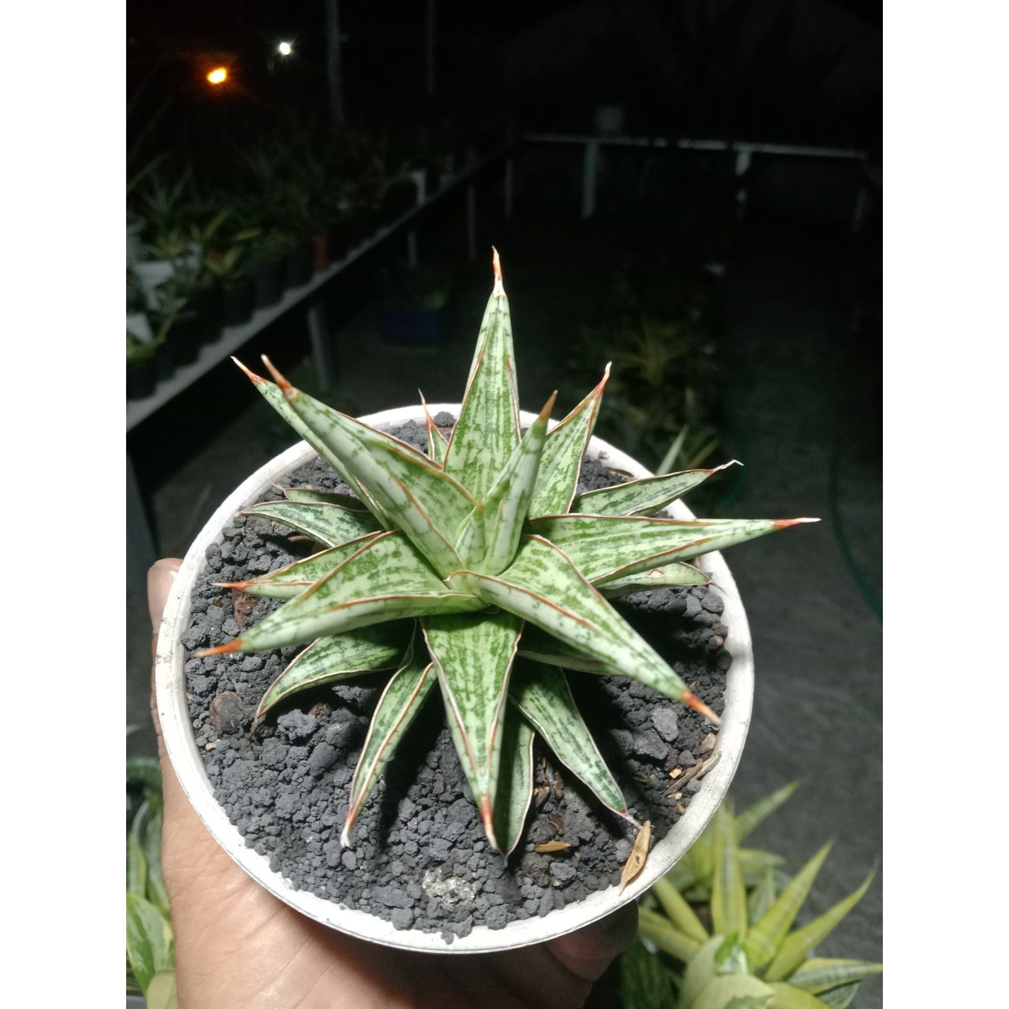 Sansevieria Lawang size 10 cm, real feature image plant. Picture taken directly from kaktus.id community Sansevieria farmer green houses.