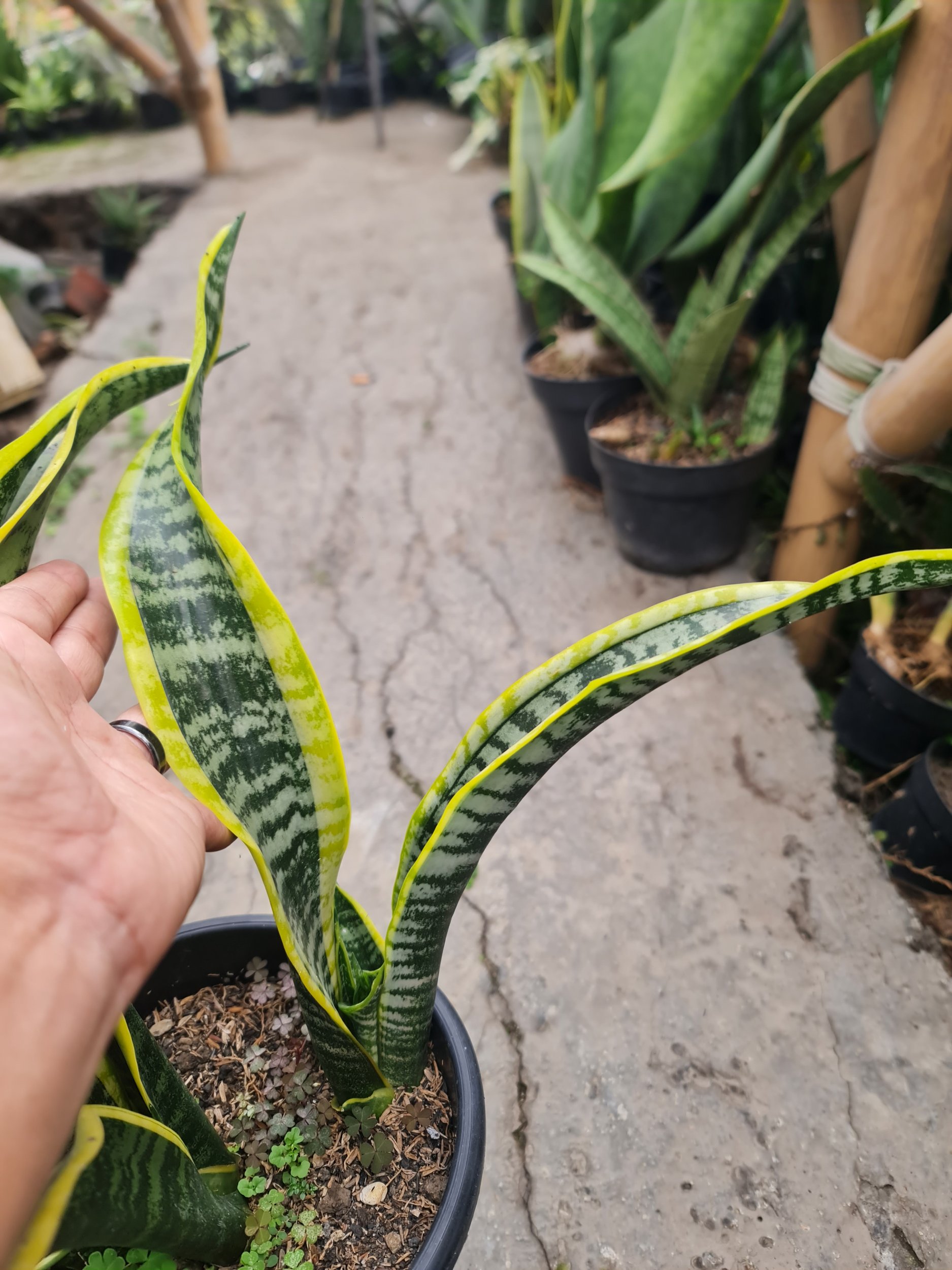 Sansevieria Lourentii Hoya Mutation, real gallery image #1 plants. Picture taken directly from kaktus.id community Sansevieria farmer green houses.