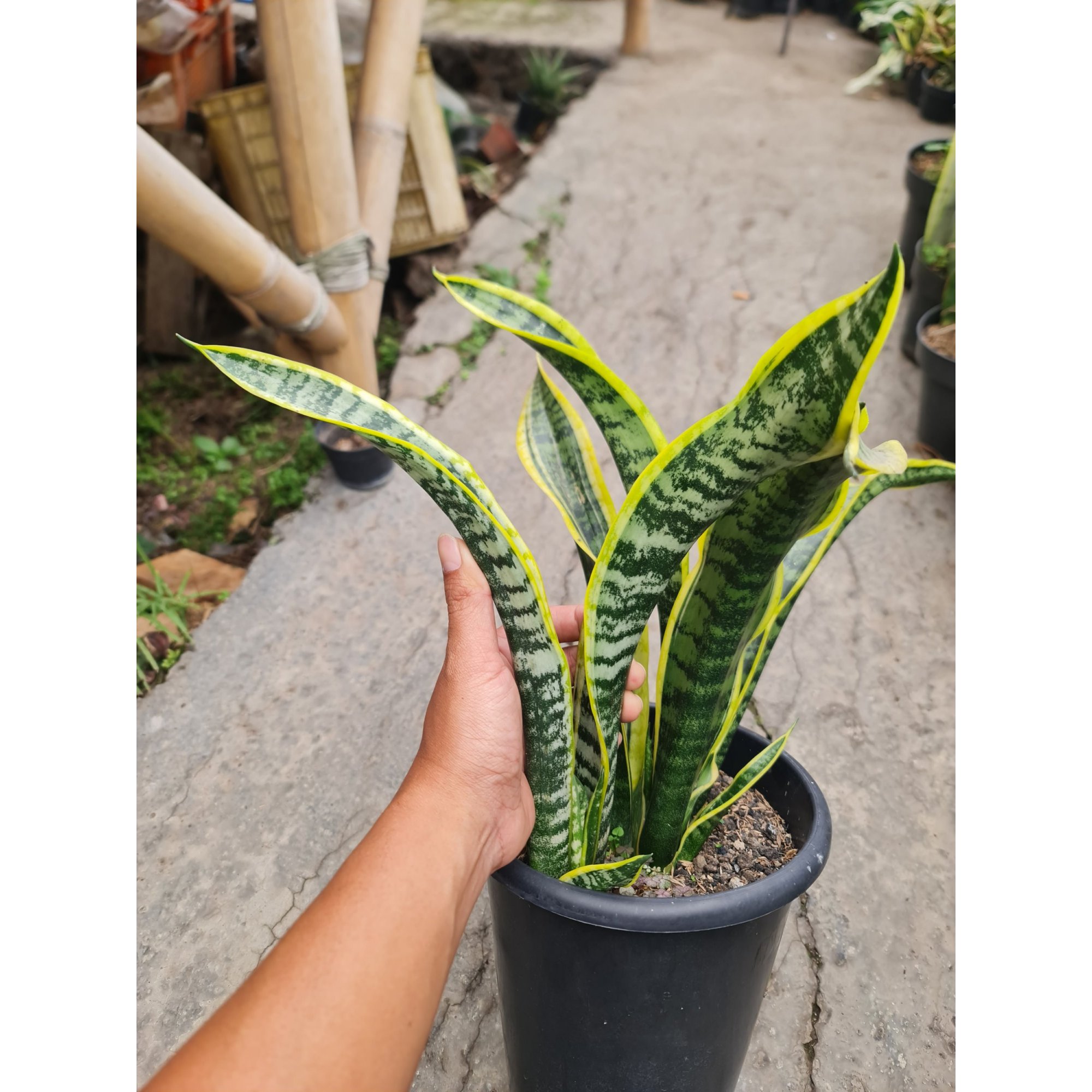 Sansevieria Lourentii Hoya Mutation, real feature image plant. Picture taken directly from kaktus.id community Sansevieria farmer green houses.
