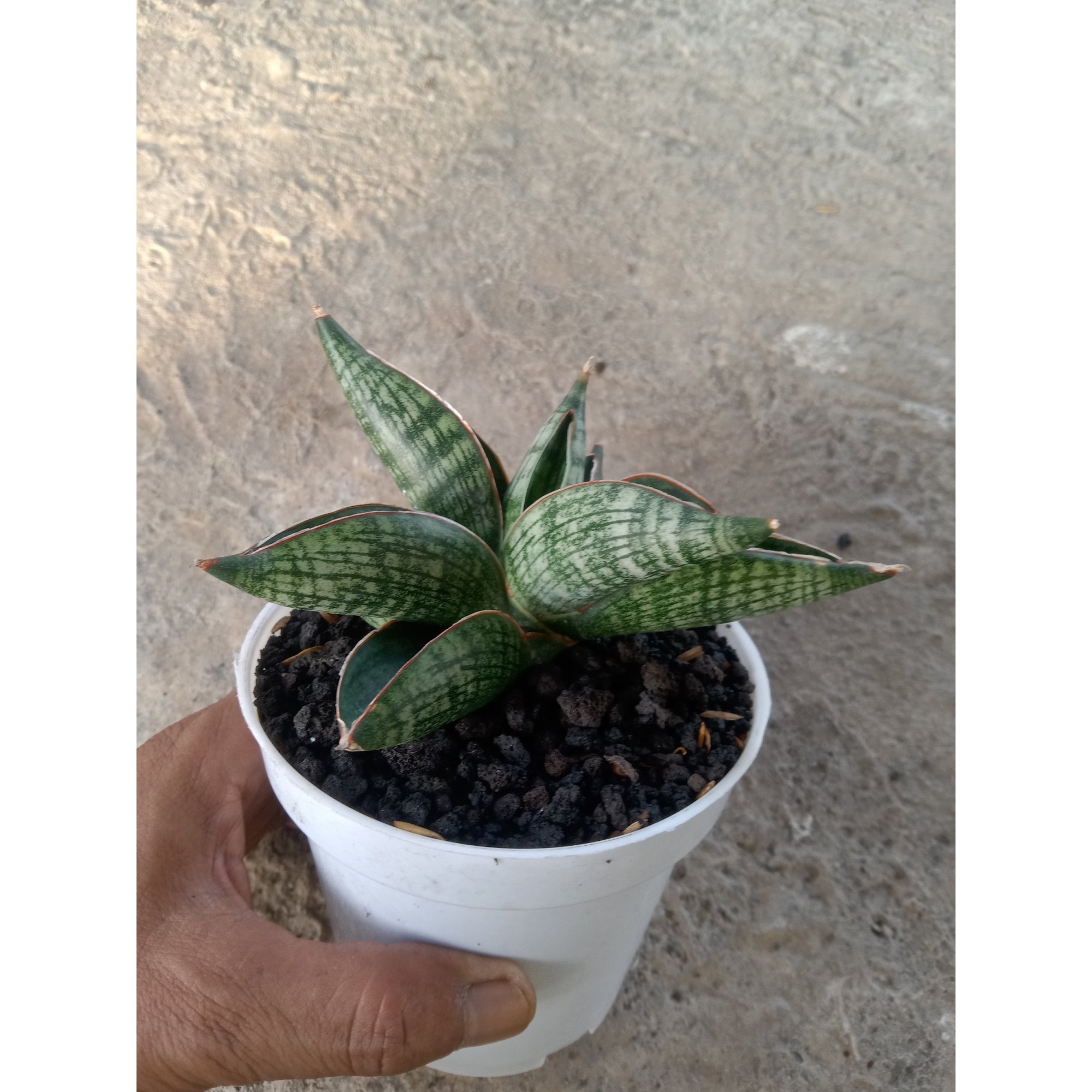 Sansevieria Macho size 12 cm, real feature image plant. Picture taken directly from kaktus.id community Sansevieria farmer green houses.