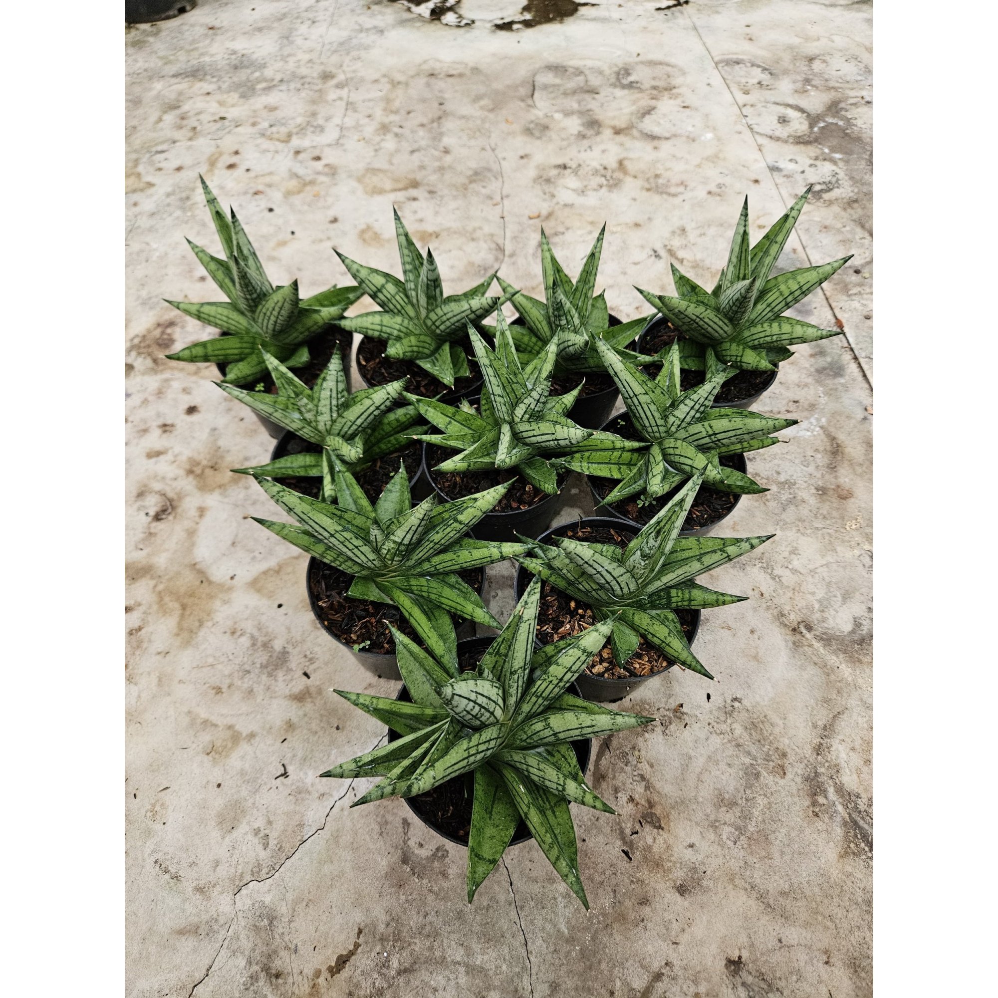 Sansevieria Manja size 12 cm, real feature image plant.