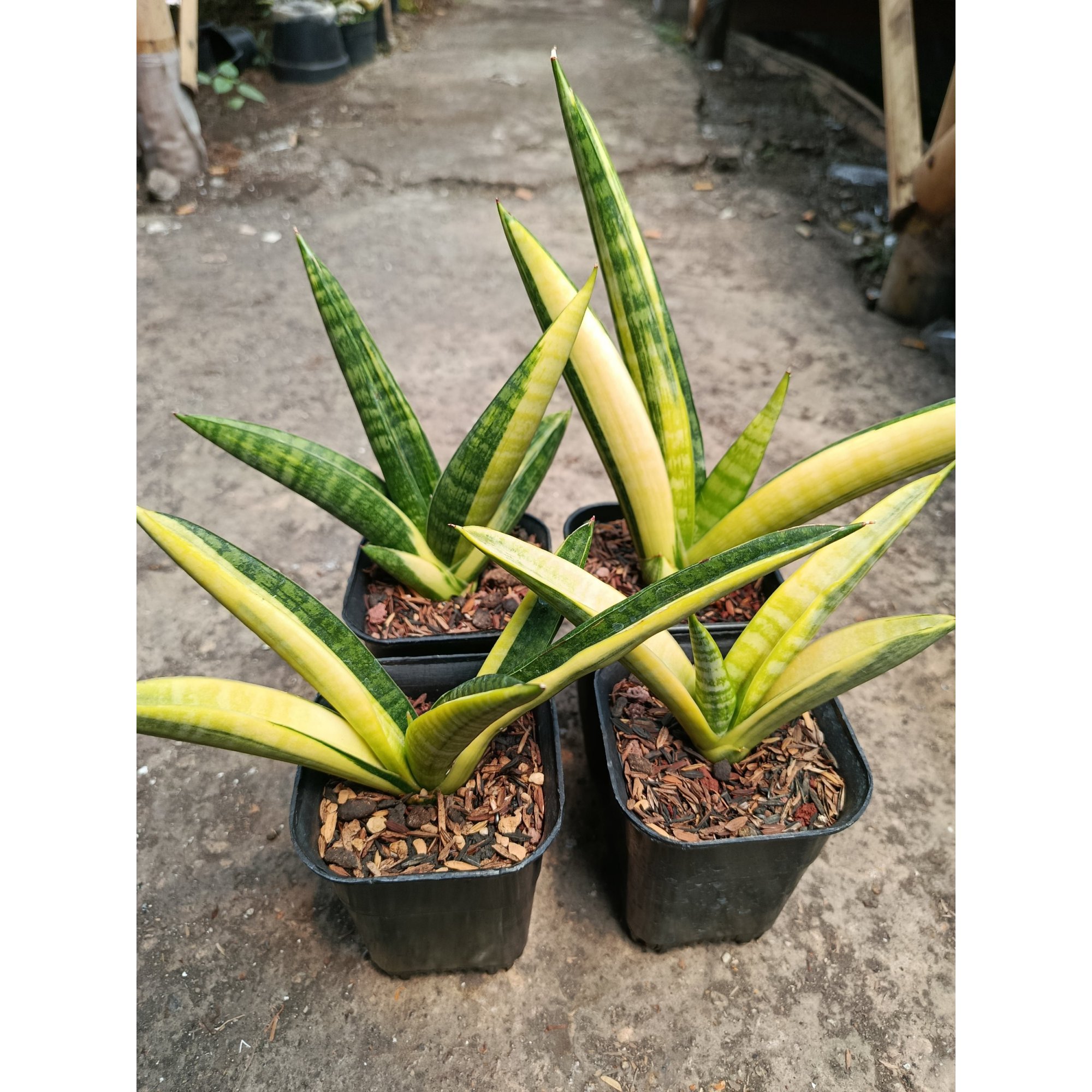 Sansevieria Marsa Anjani Variegated size 15 cm, real feature image plant. Picture taken directly from kaktus.id community Sansevieria farmer green houses.