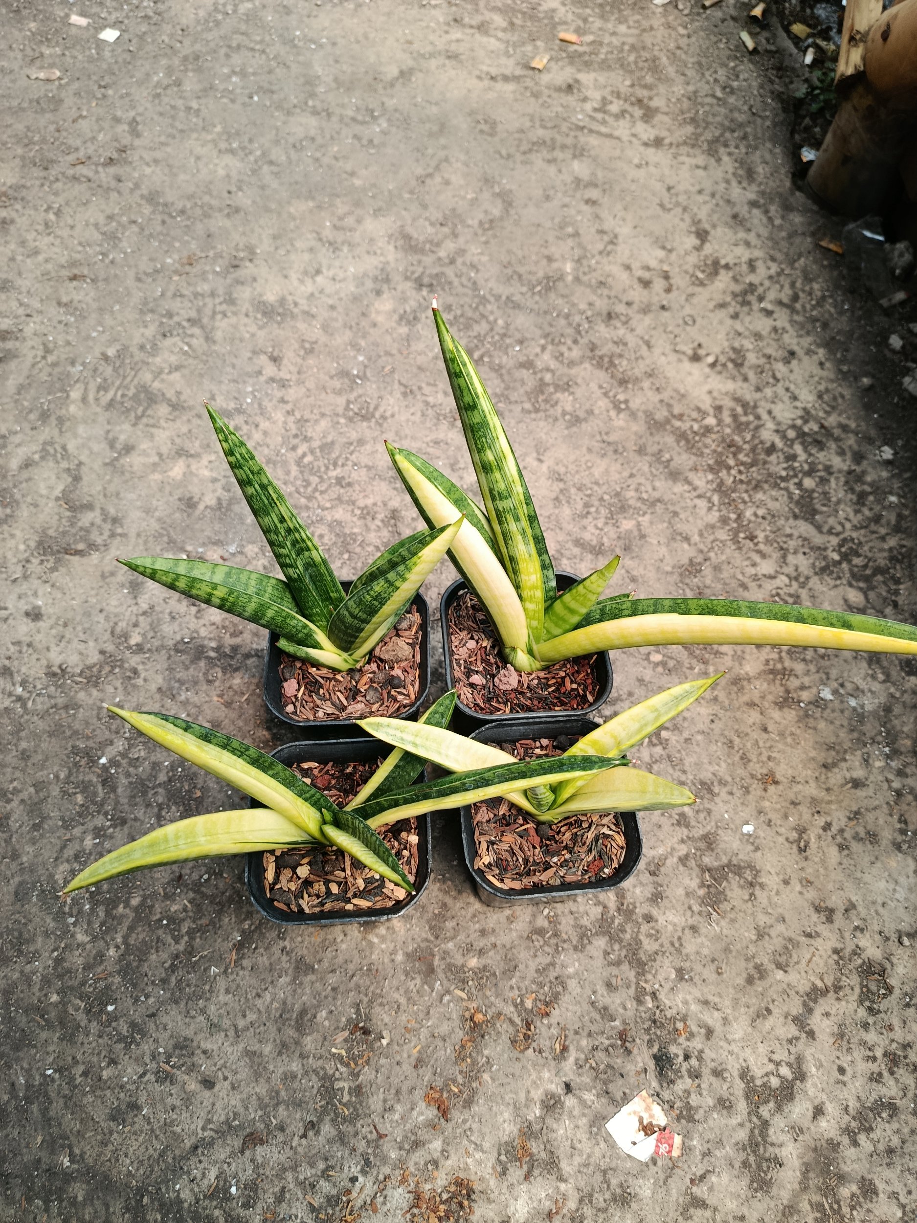 Sansevieria Marsa Anjani Variegated size 15 cm, real gallery image #1 plants. Picture taken directly from kaktus.id community Sansevieria farmer green houses.