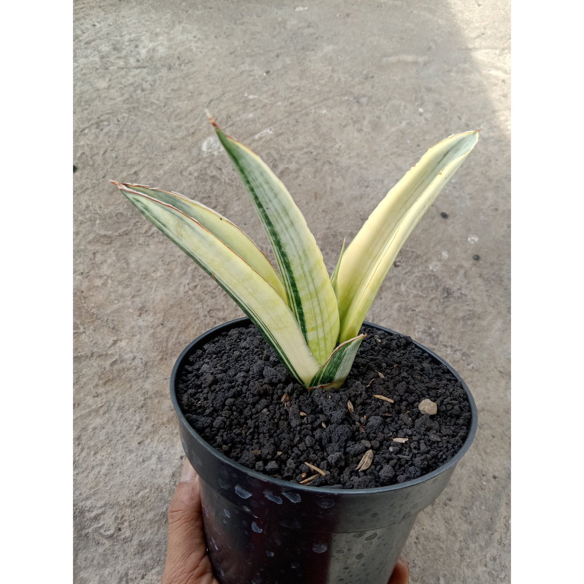Sansevieria Marshanda White Varigated, real feature image plant. Picture taken directly from kaktus.id community Sansevieria farmer green houses.