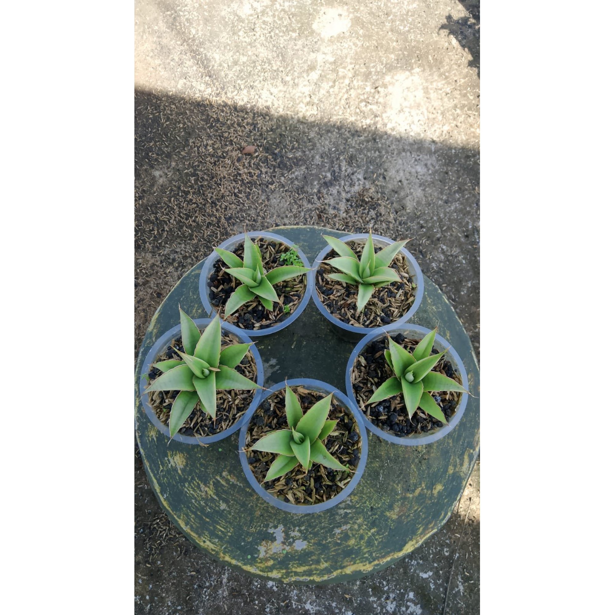 Sansevieria Milano 5 Pcs, real feature image plant. Picture taken directly from kaktus.id community Sansevieria farmer green houses.