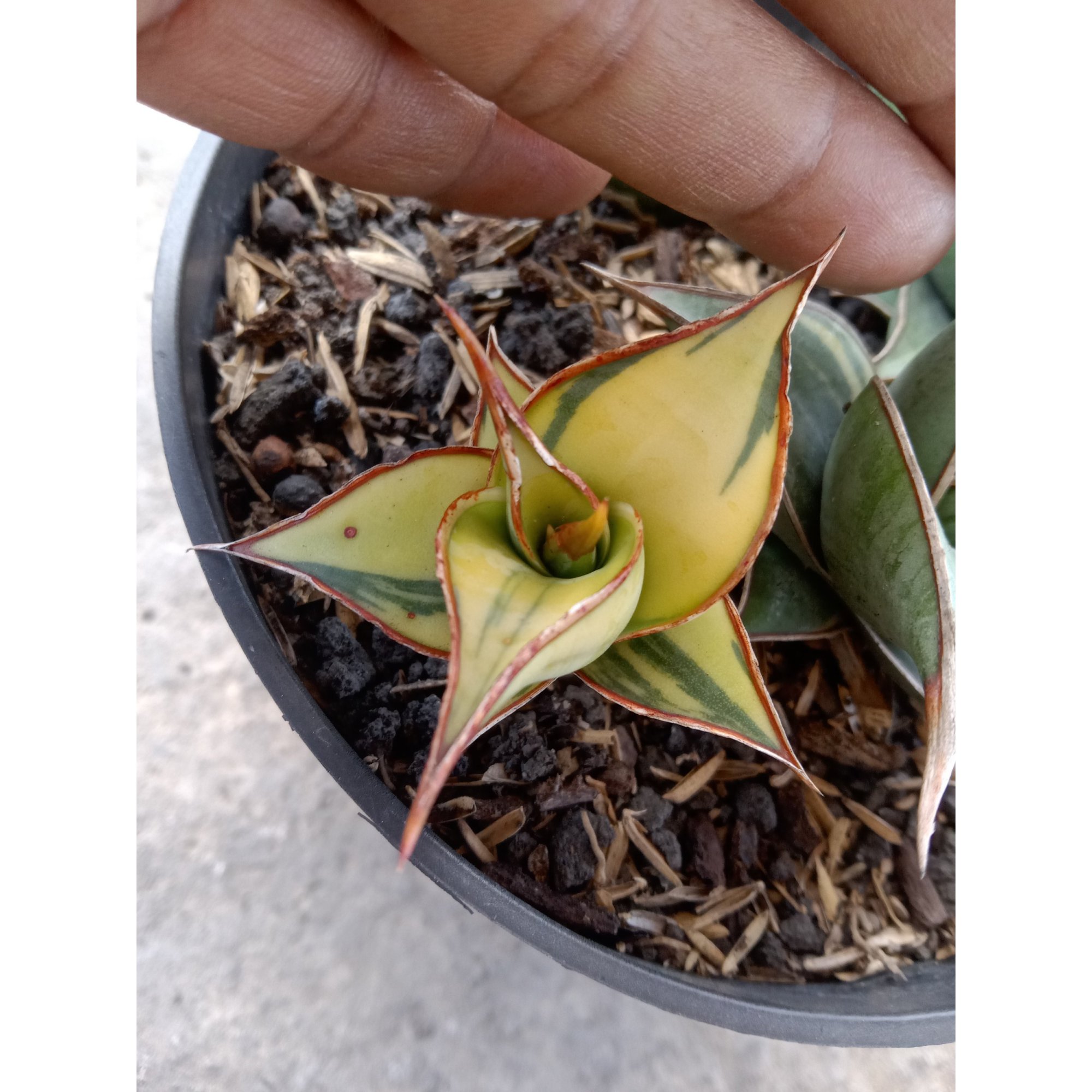 Sansevieria Mini Pinguin Variegated, real feature image plant. Picture taken directly from kaktus.id community Sansevieria farmer green houses.