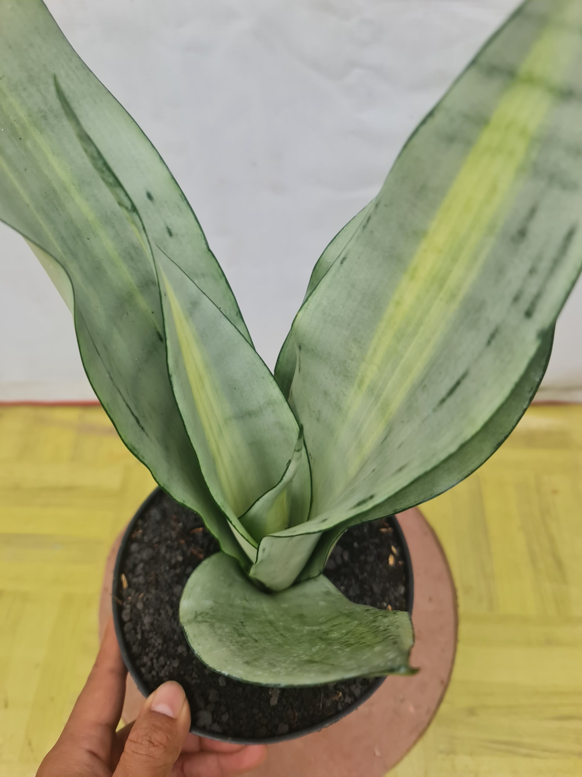 Sansevieria Moonshine Brazilian Silver Variegated, real gallery image #1 plants. Picture taken directly from kaktus.id community Sansevieria farmer green houses.
