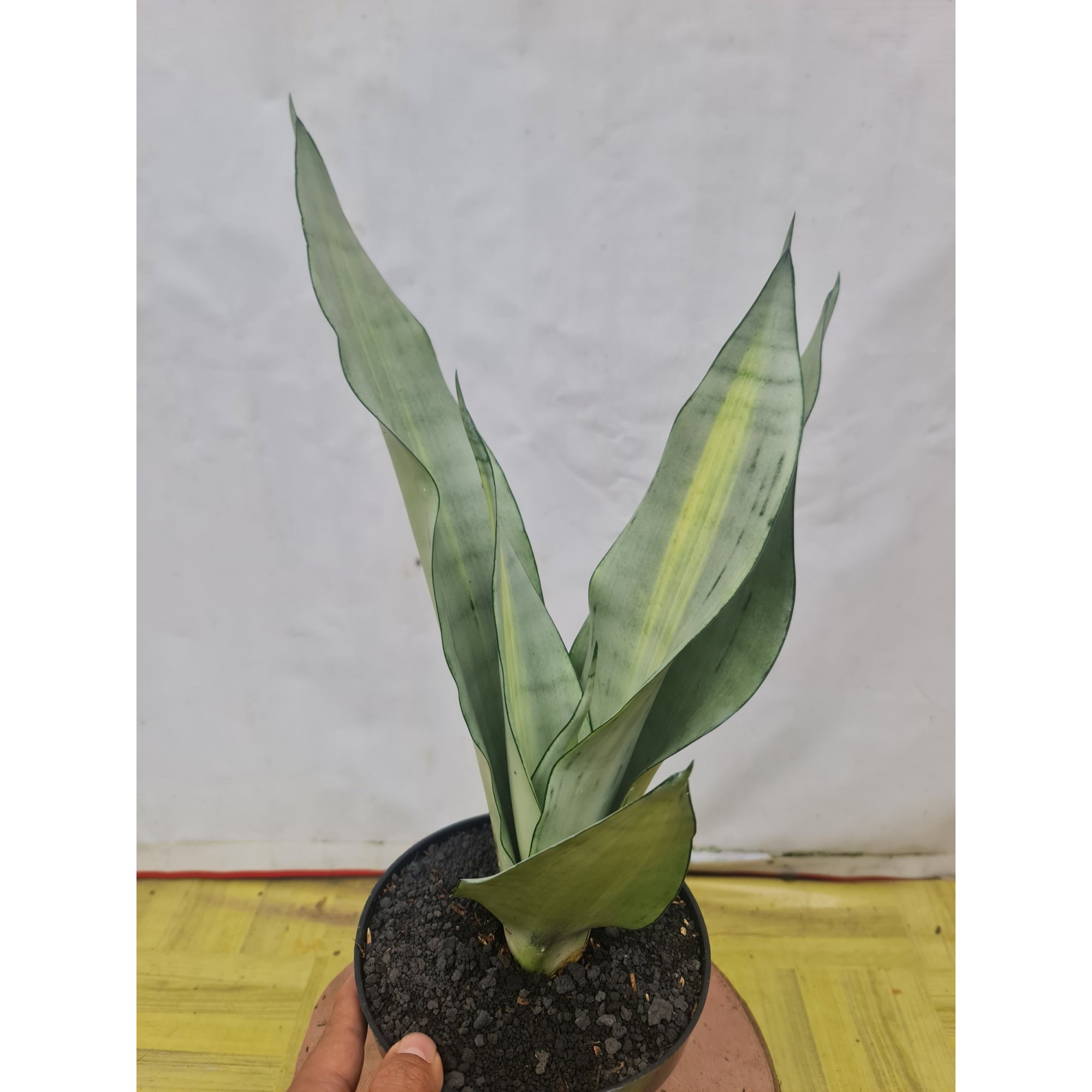 Sansevieria Moonshine Brazilian Silver Variegated, real feature image plant. Picture taken directly from kaktus.id community Sansevieria farmer green houses.