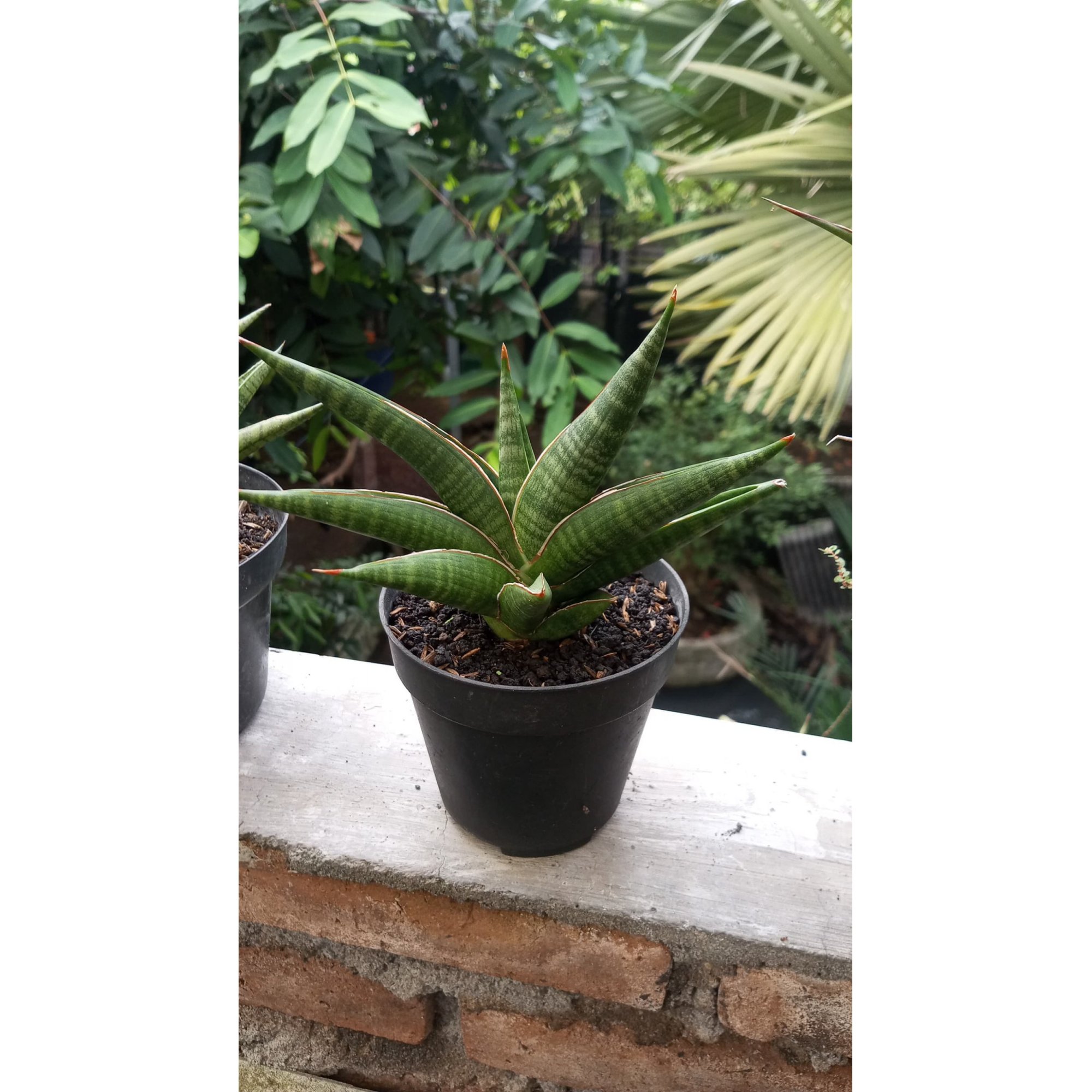Sansevieria Patrick, real feature image plant. Picture taken directly from kaktus.id community Sansevieria farmer green houses.