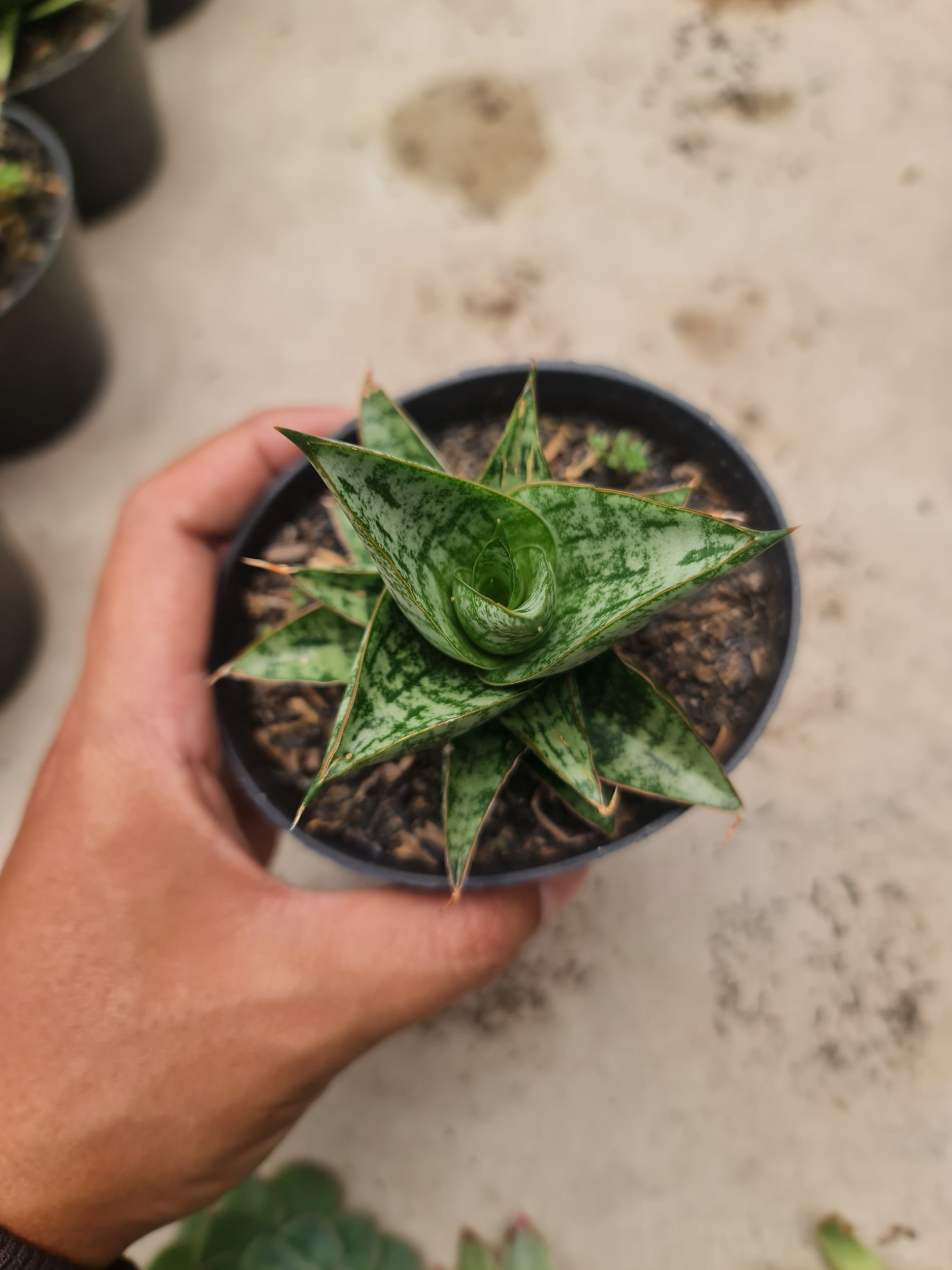 Sansevieria Personi Cordova X Boncel, real gallery image #1 plants. Picture taken directly from kaktus.id community Sansevieria farmer green houses.