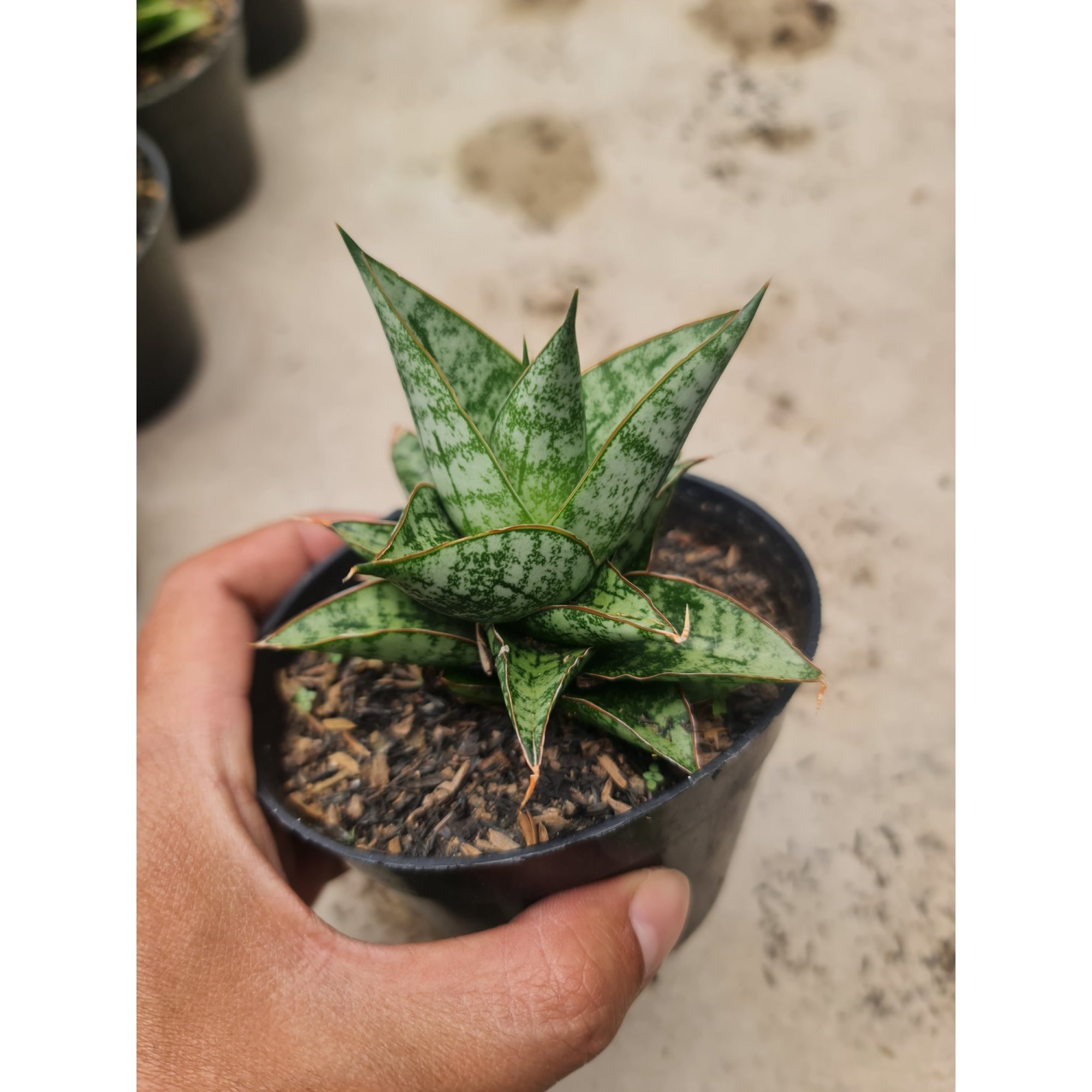 Sansevieria Personi Cordova X Boncel, real feature image plant. Picture taken directly from kaktus.id community Sansevieria farmer green houses.