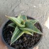Sansevieria Pinghren Varigated