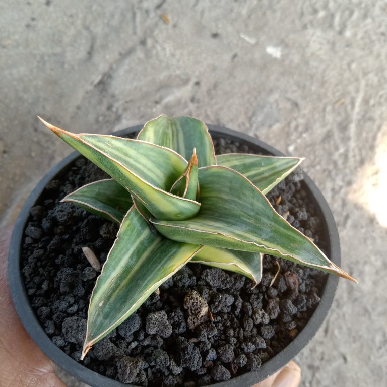 2110. Sansevieria Pinghren Varigated