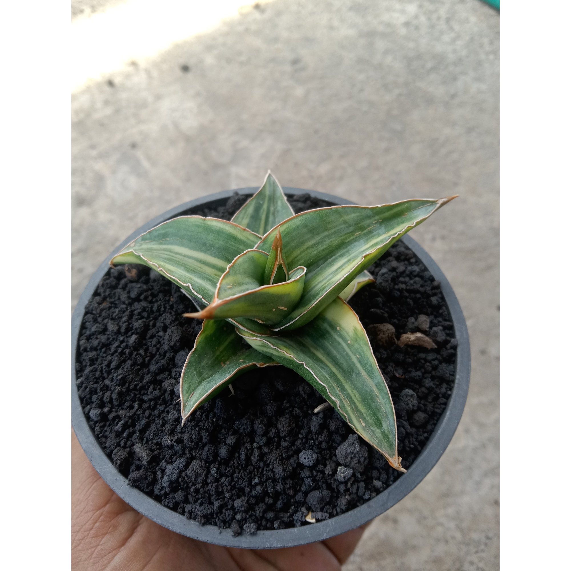 Sansevieria Pinghren Varigated size 9 cm, real feature image plant. Picture taken directly from kaktus.id community Sansevieria farmer green houses.