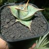 Sansevieria Pinguin Dagger Varigated