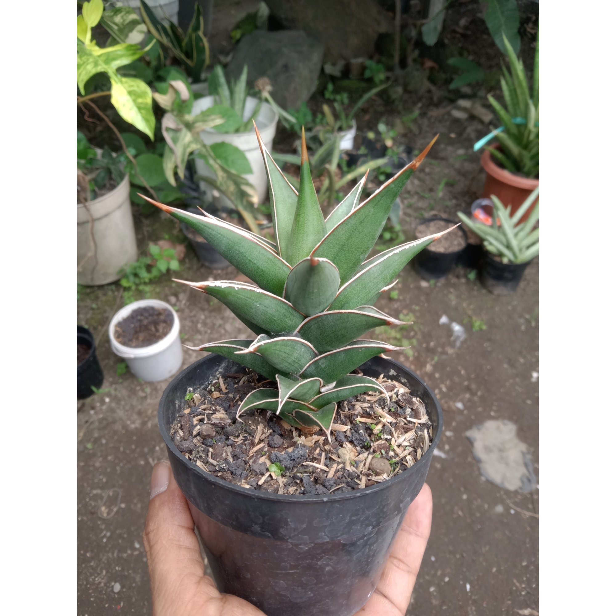 Sansevieria Pinguin Varnana Jhuan Chainian, real feature image plant. Picture taken directly from kaktus.id community Sansevieria farmer green houses.