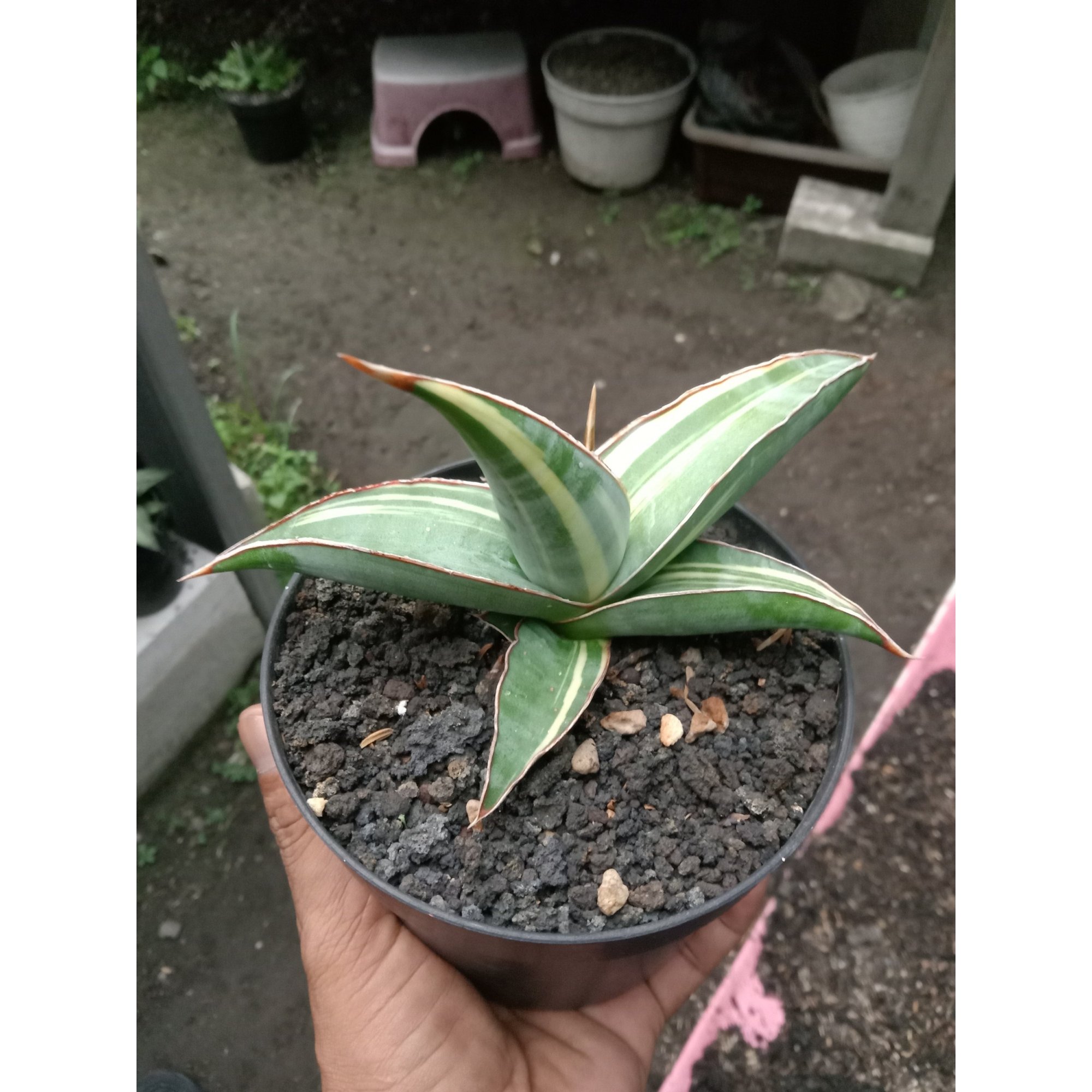 Sansevieria Pinguin X Lav61 Varigated, real feature image plant. Picture taken directly from kaktus.id community Sansevieria farmer green houses.