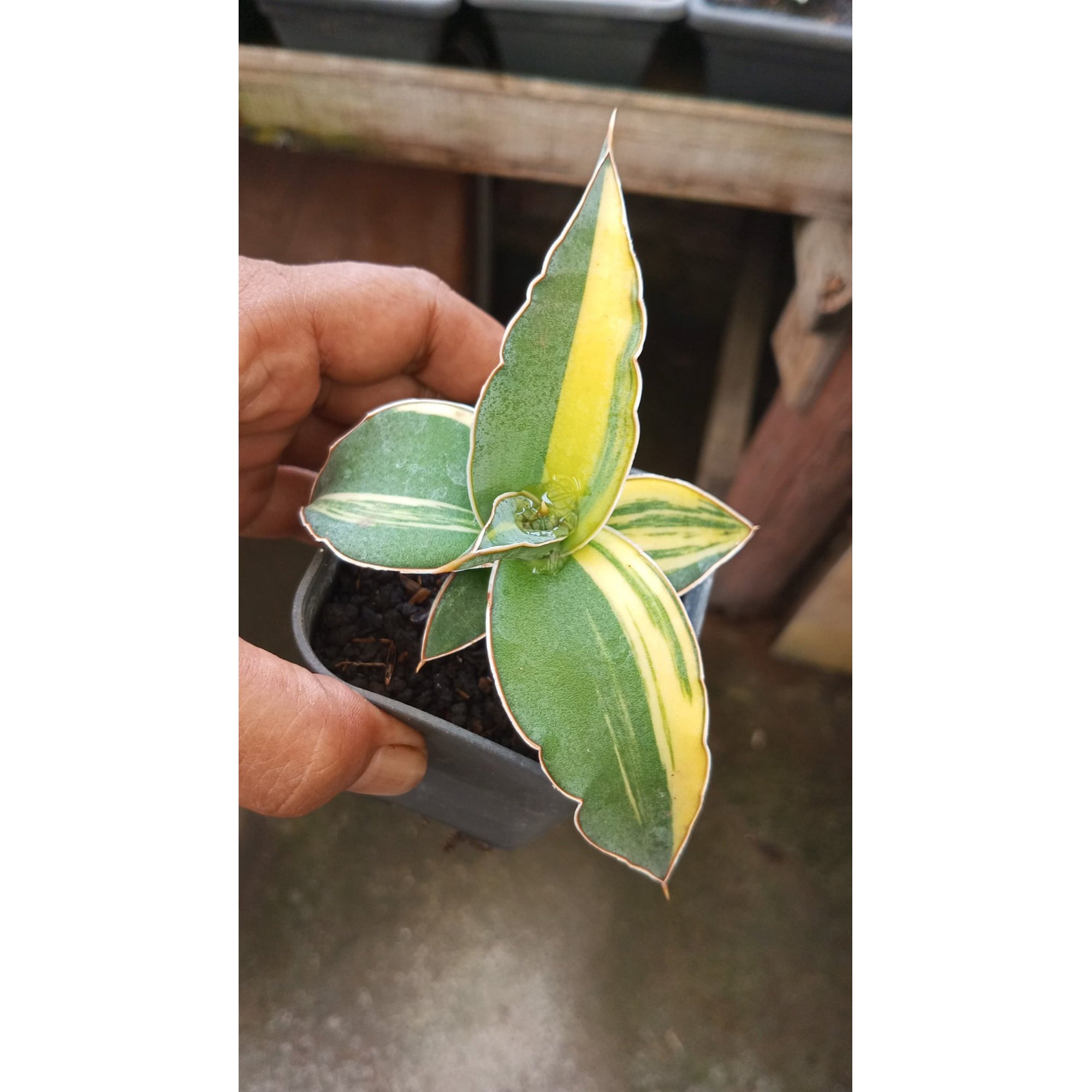 Sansevieria Powessy Variegated, real feature image plant. Picture taken directly from kaktus.id community Sansevieria farmer green houses.