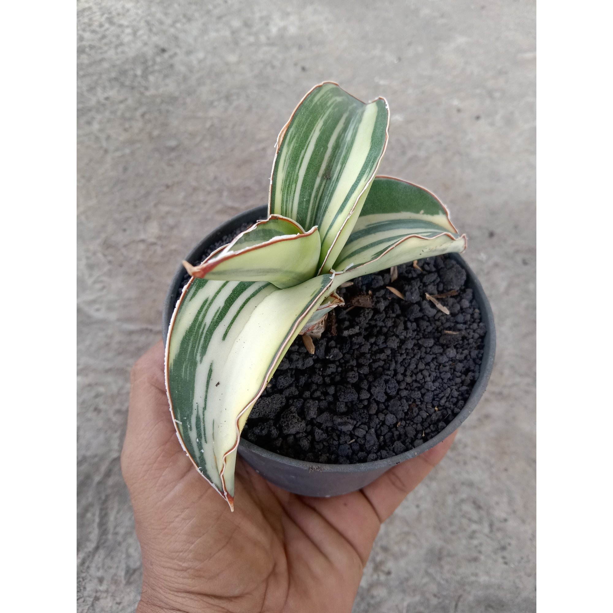 Sansevieria Robusta Draft Striata White Varigated, real feature image plant. Picture taken directly from kaktus.id community Sansevieria farmer green houses.
