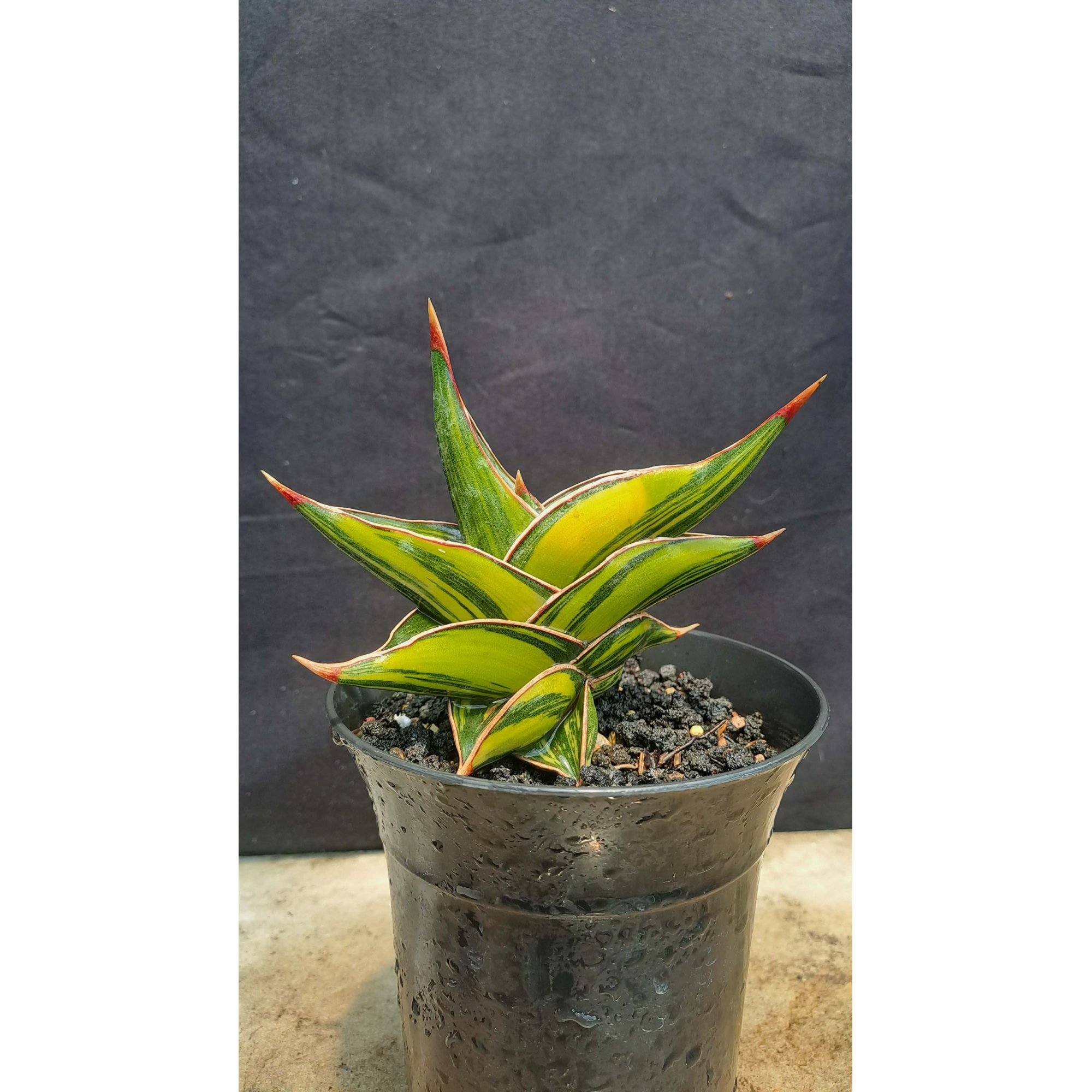 Sansevieria Rorida Dagger Varigated, real feature image plant.