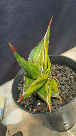 Sansevieria Rorida Dagger Varigated, real plant image.