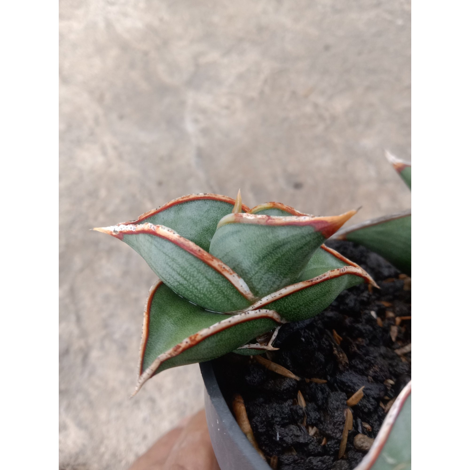 Sansevieria Rorida size 6 cm, real feature image plant. Picture taken directly from kaktus.id community Sansevieria farmer green houses.