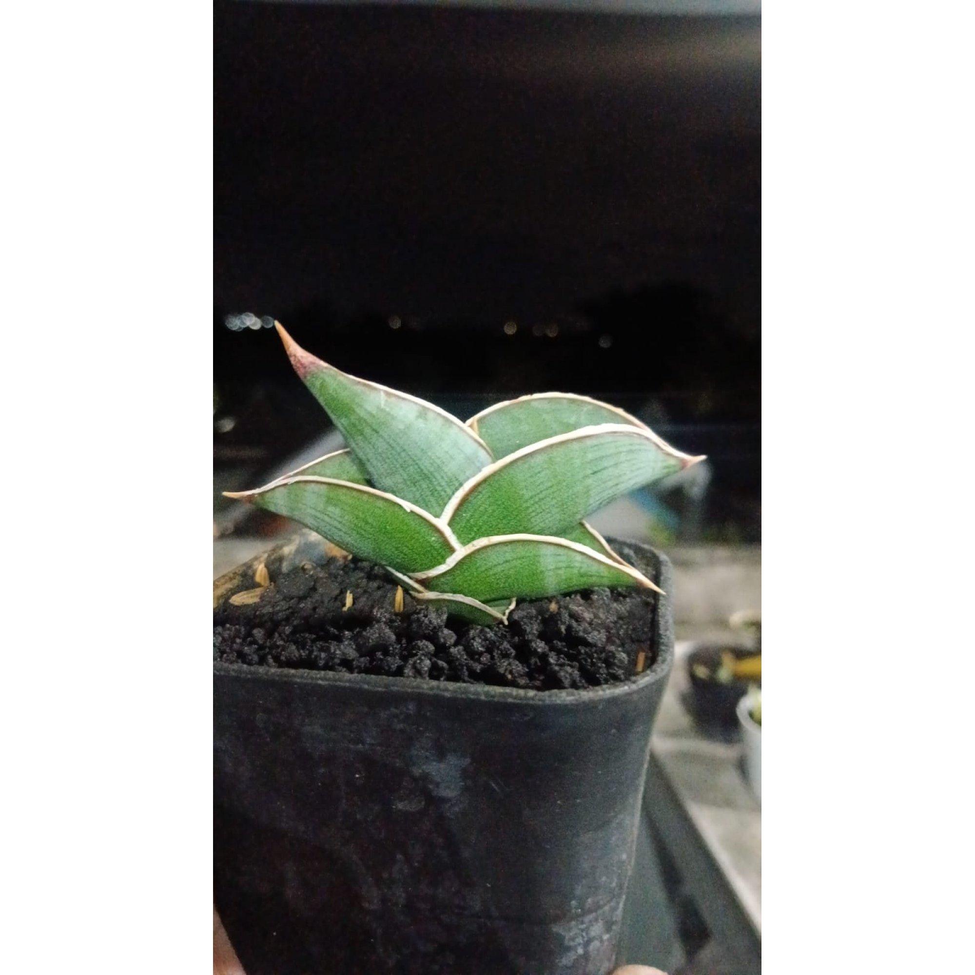 Sansevieria Rorida size 8 cm, real feature image plant.