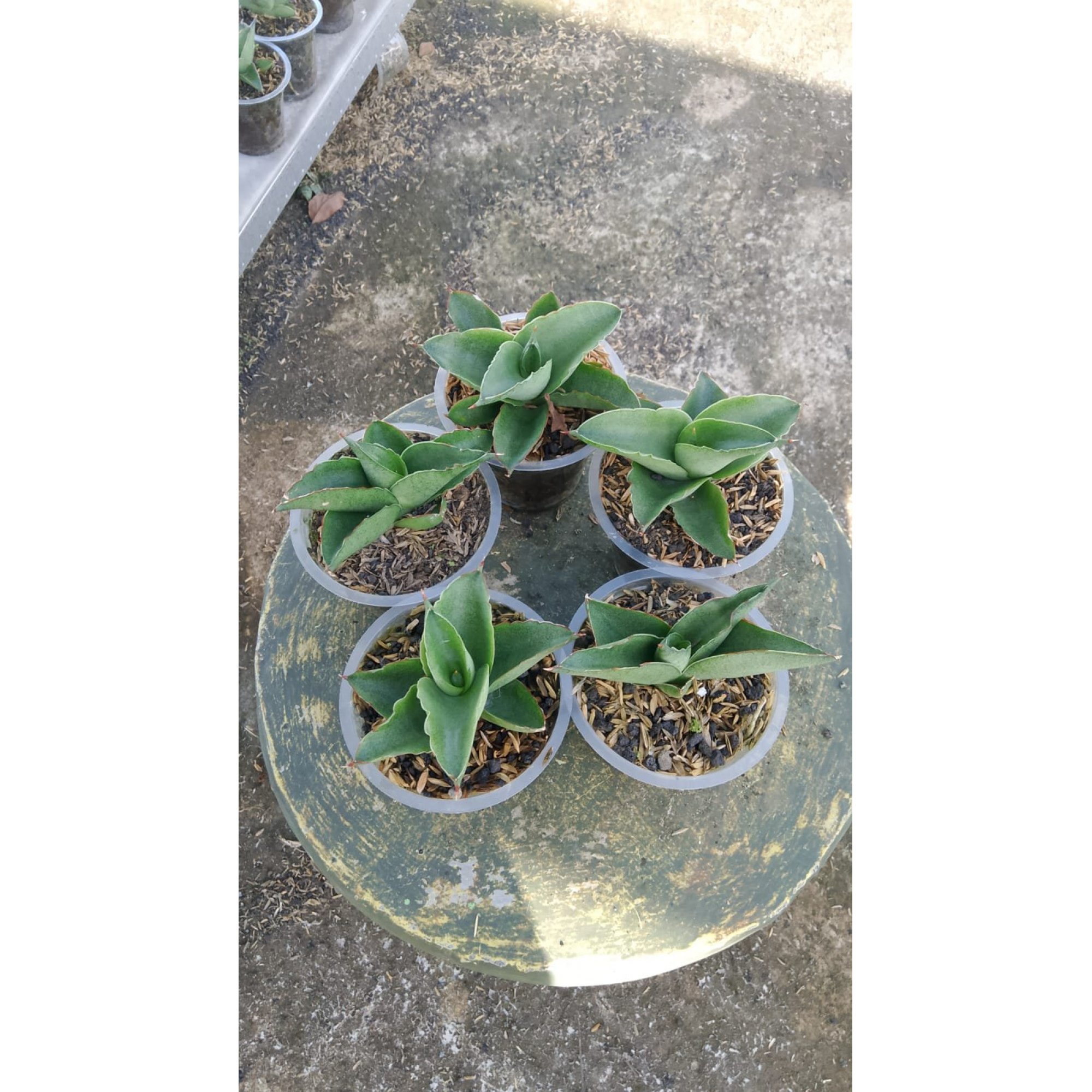 Sansevieria Sahara 5 Pcs, real feature image plant. Picture taken directly from kaktus.id community Sansevieria farmer green houses.