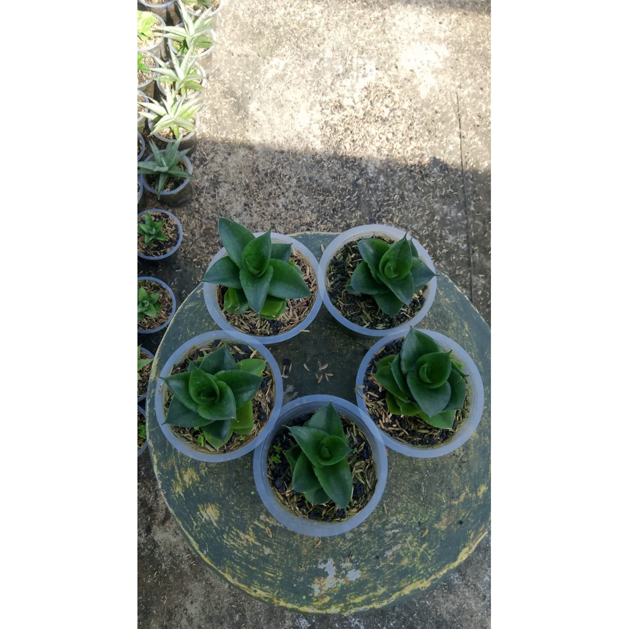 Sansevieria Scilla 5 Pcs, real feature image plant. Picture taken directly from kaktus.id community Sansevieria farmer green houses.